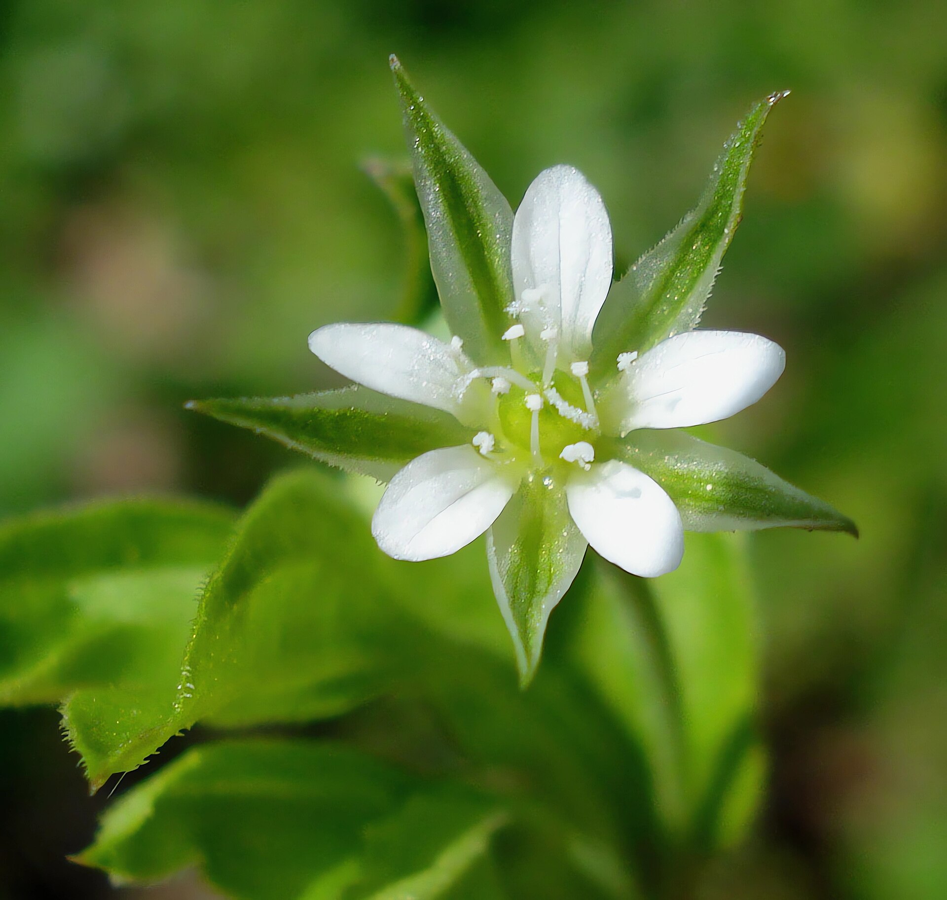 Imagem de referência relacionada a Moehringia trinervia, item descrito como espécie de planta