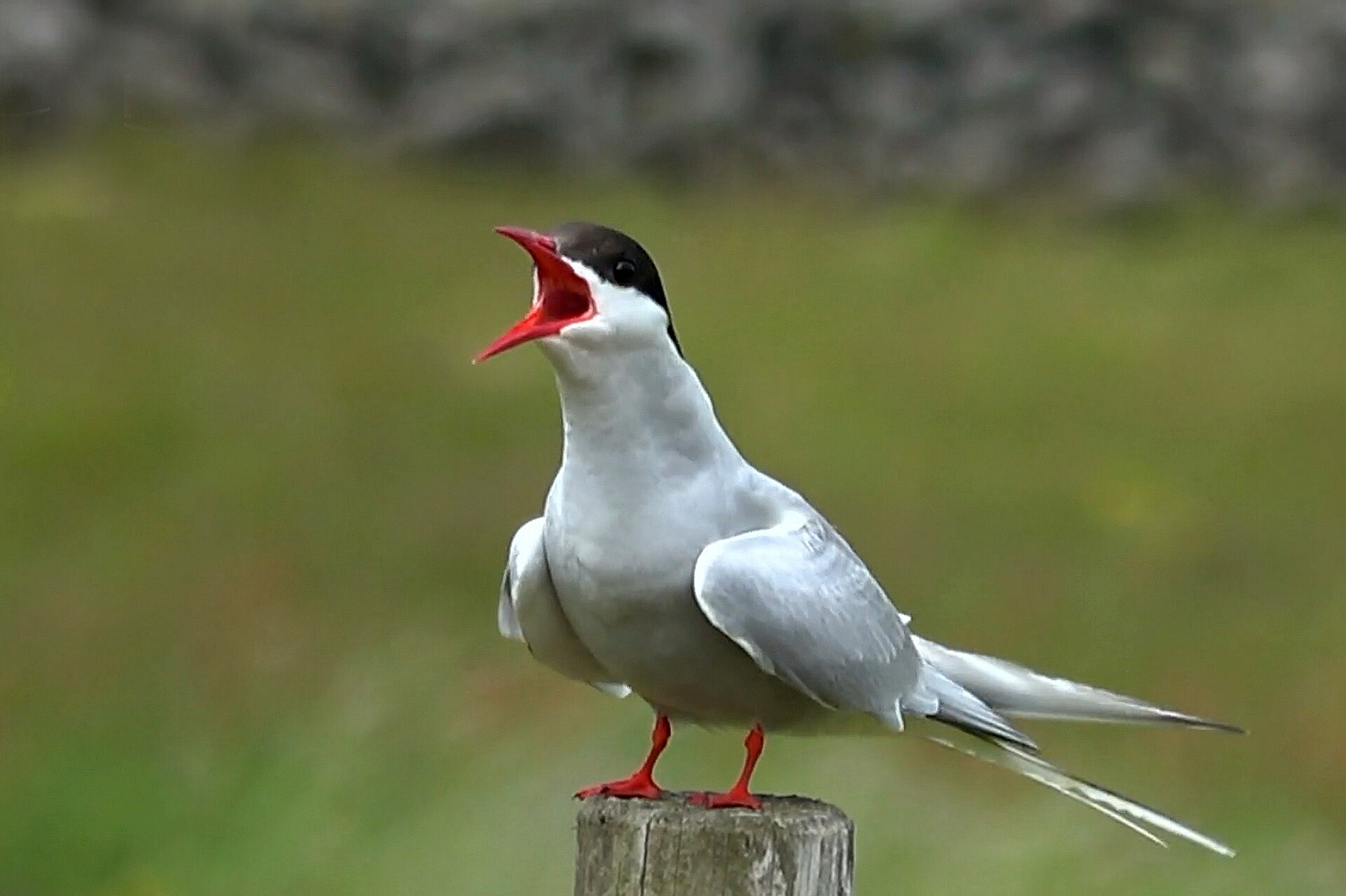 Imagem de referência relacionada a Andorinha-do-mar-ártica, item descrito como espécie de aves
