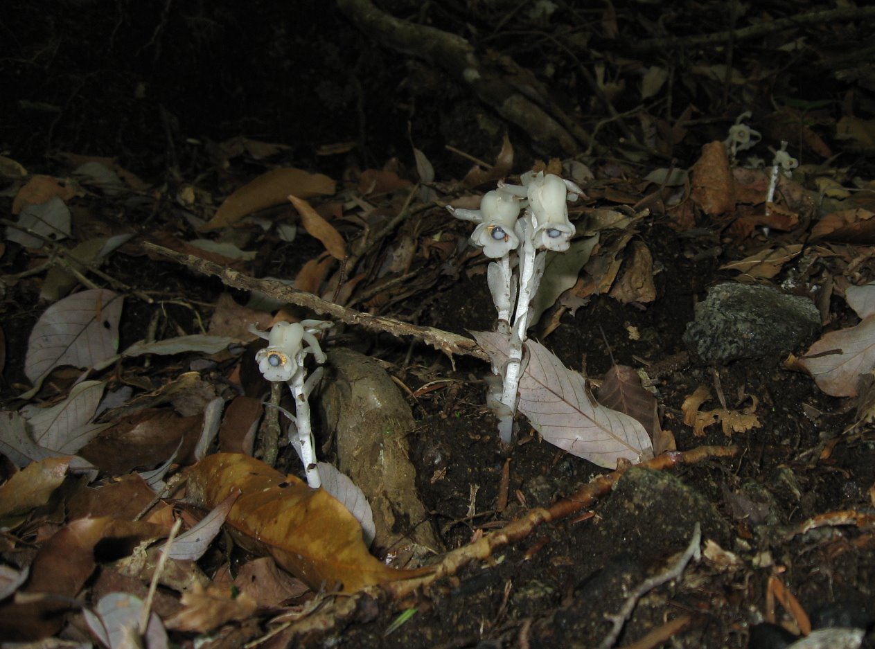Imagem de referência relacionada a Monotropastrum, item descrito como género de plantas