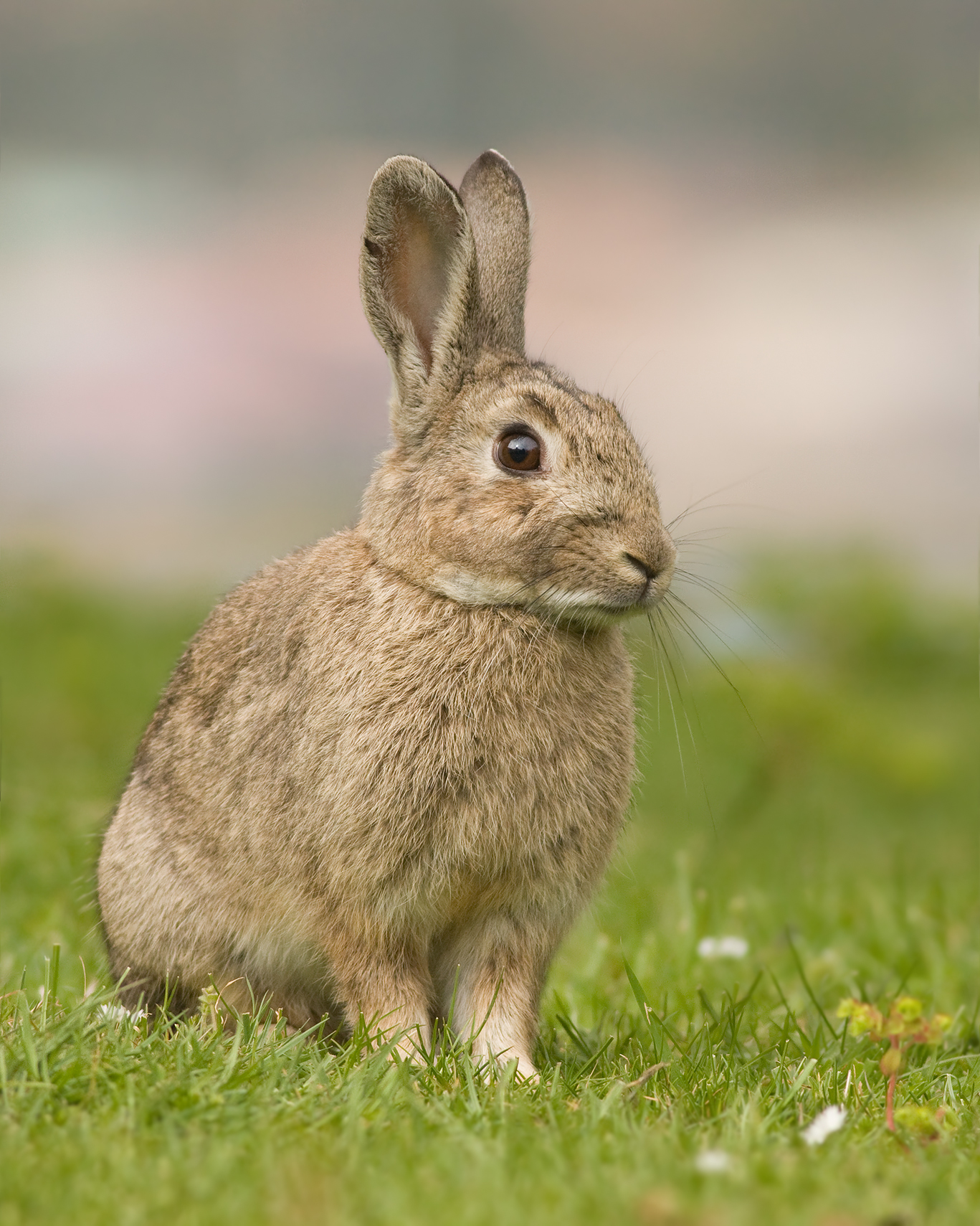 Imagem de referência relacionada a Lagomorfos, item descrito como registro de referência sobre Lagomorfos, organizado a partir de dados estruturados abertos