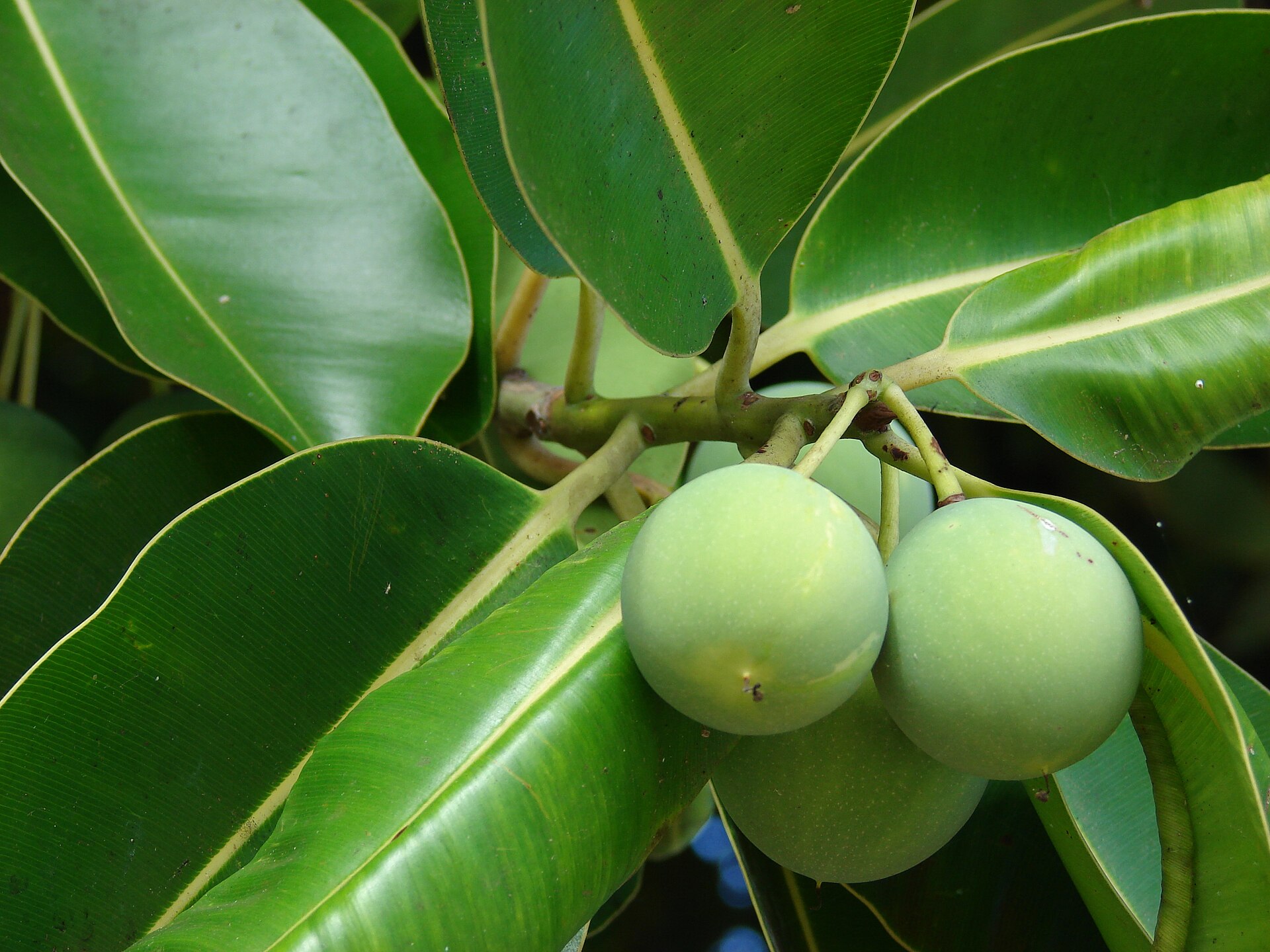 Imagem de referência de Calophyllum, descrito nos dados abertos como género de plantas