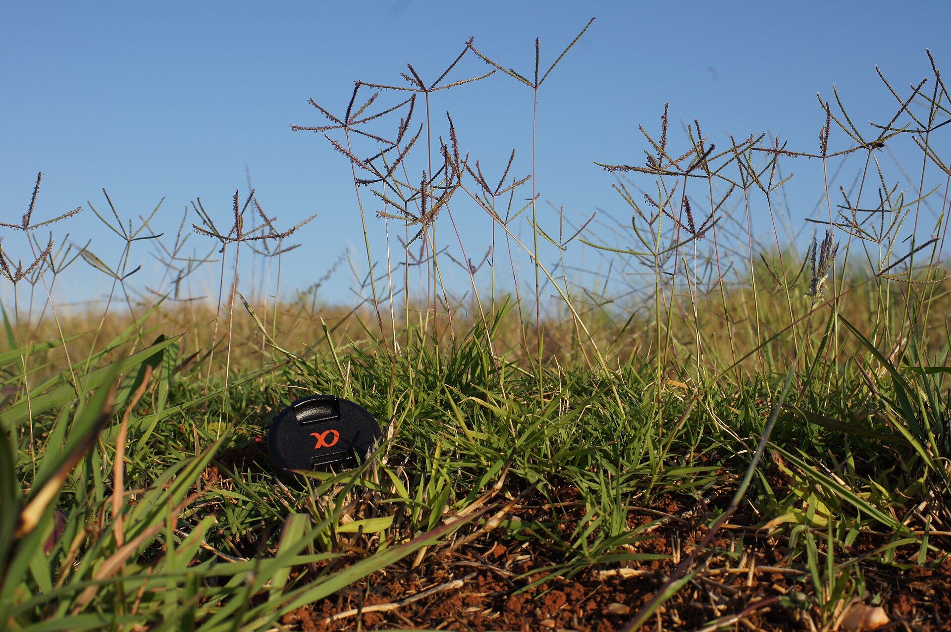 Imagem de referência de Cynodon, descrito nos dados abertos como género de plantas