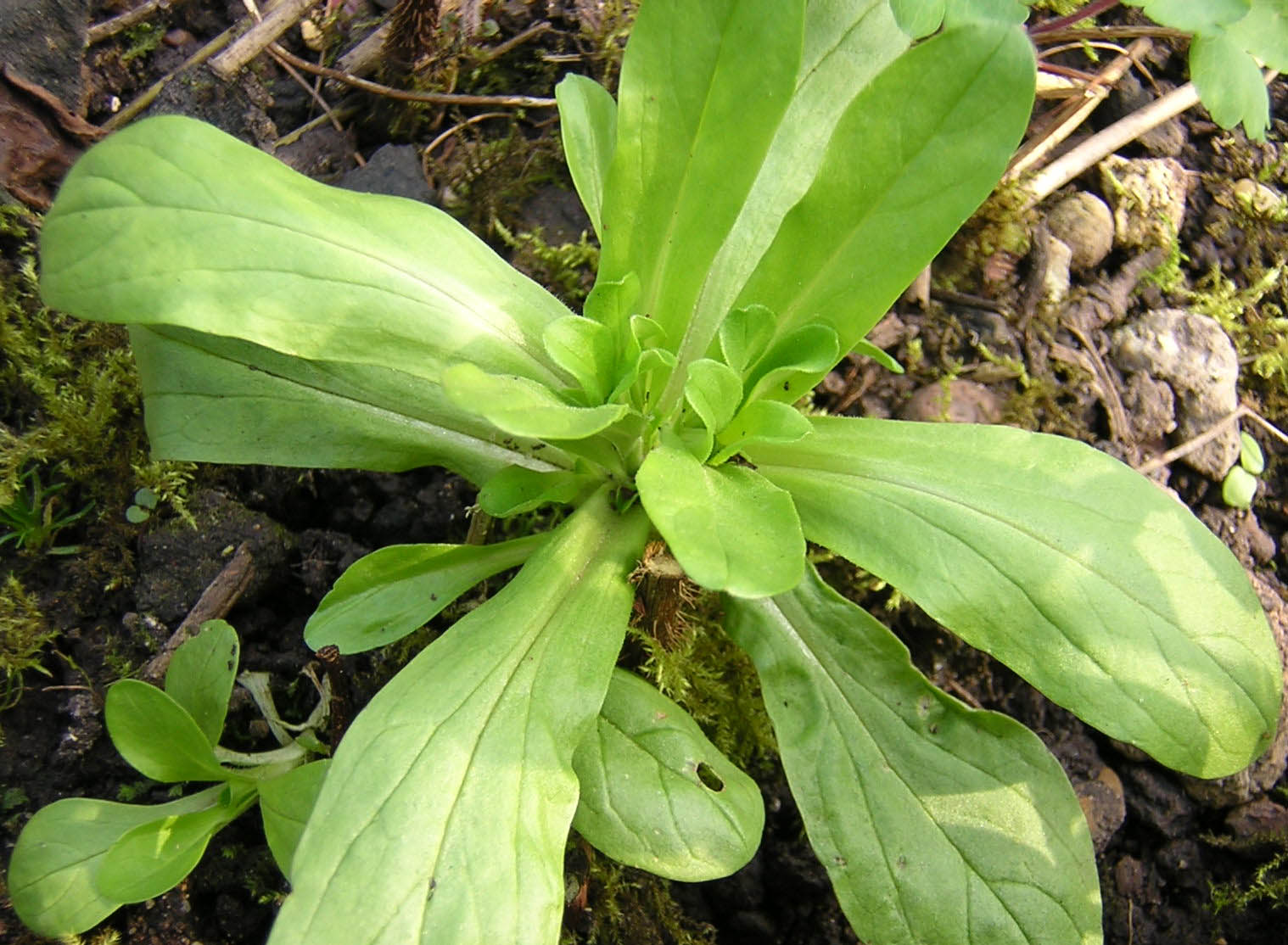 Imagem de referência de Valerianella, descrito nos dados abertos como género de plantas