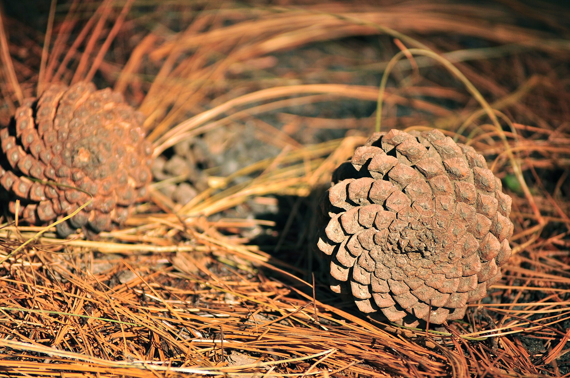 Imagem de referência relacionada a Pinus maximinoi, item descrito como espécie de planta