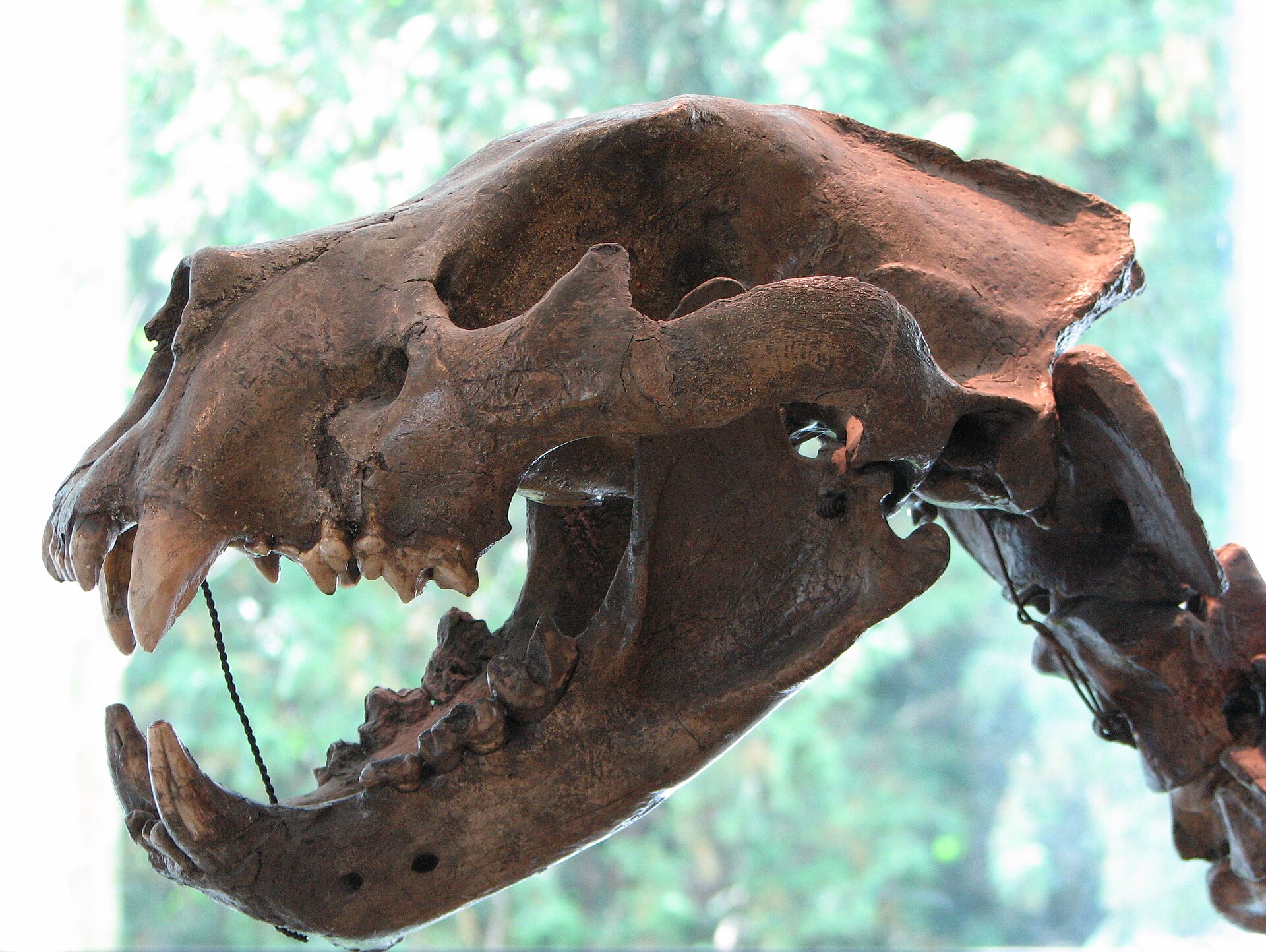 Imagem de referência de leão-das-cavernas, descrito nos dados abertos como subespécie extinta de leão