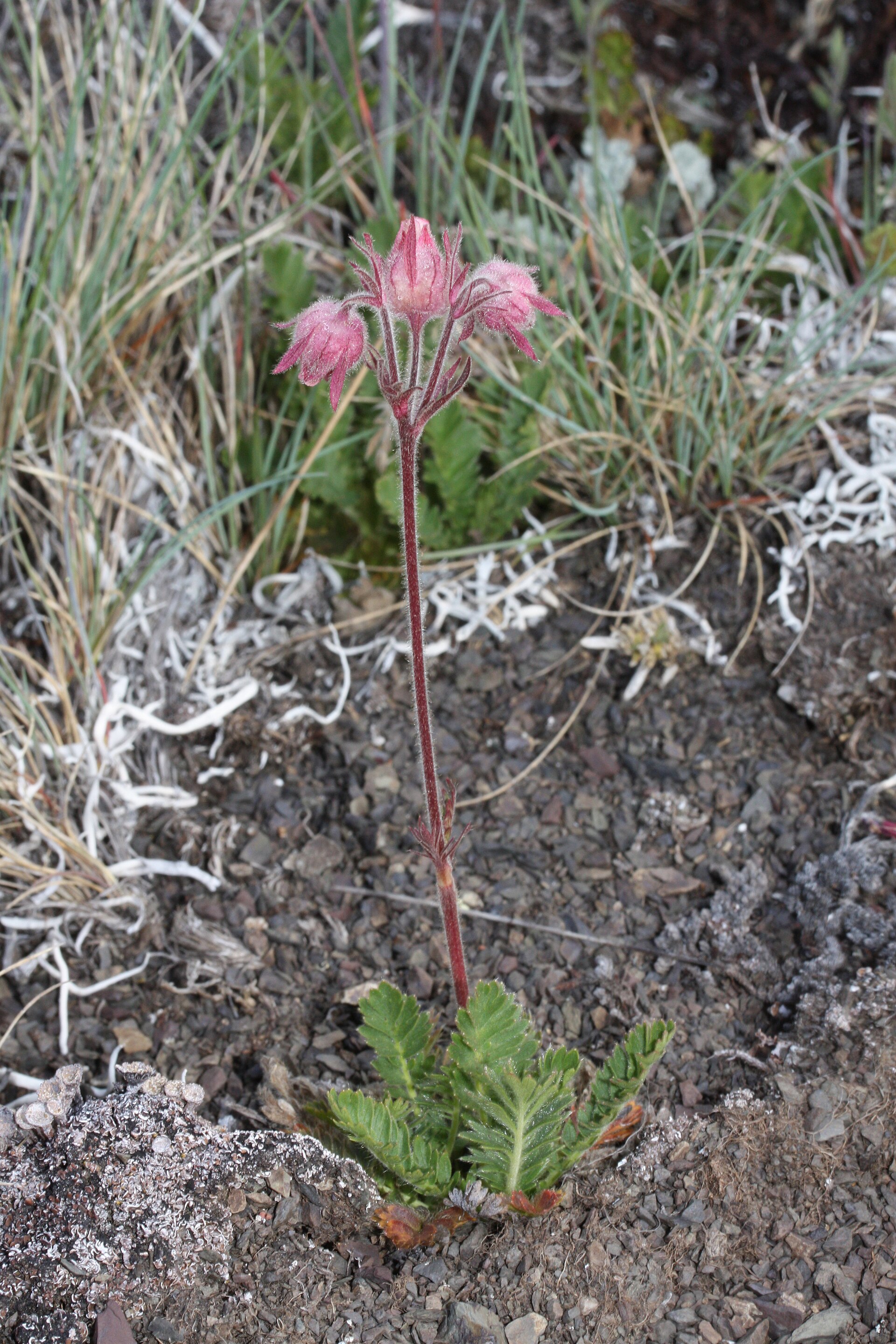 Imagem de referência de Geum, descrito nos dados abertos como género de plantas