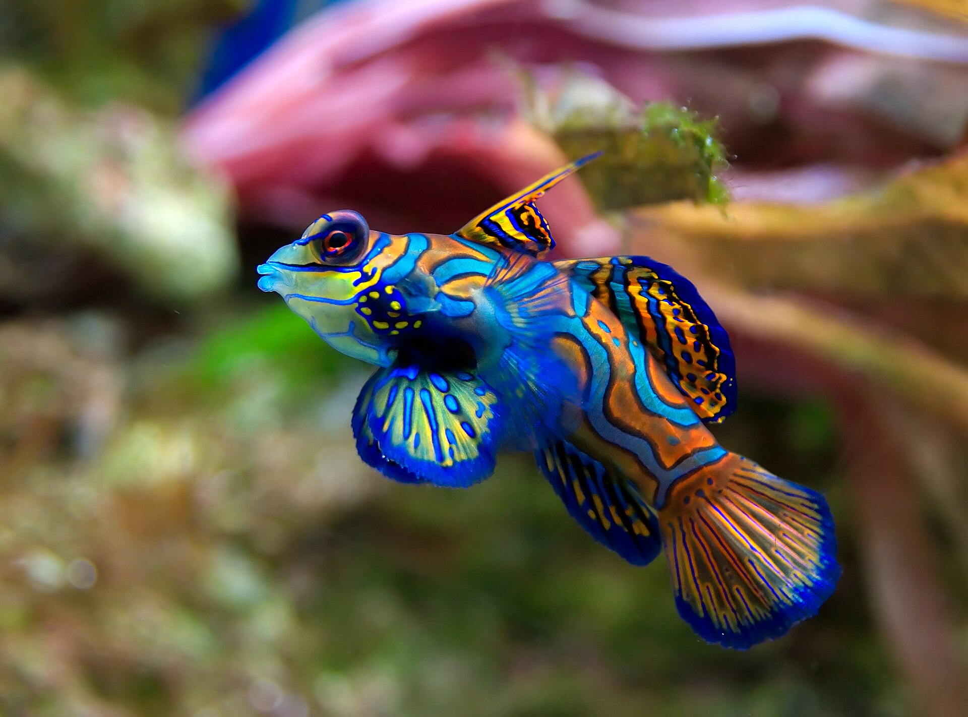 Imagem de referência de Mandarim-real, descrito nos dados abertos como espécie de peixe