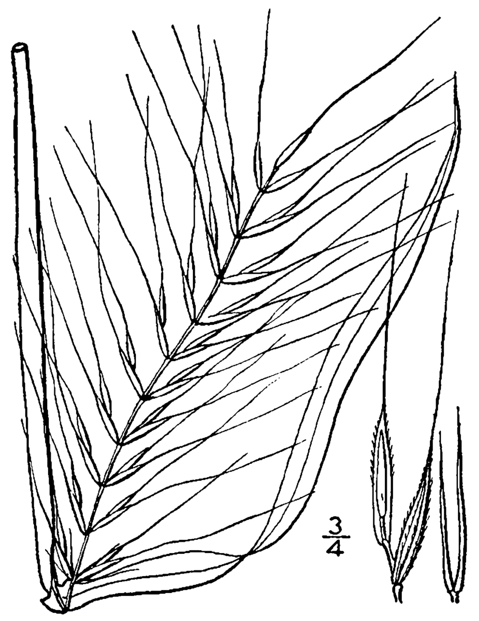 Imagem de referência de Hystrix (botânica), descrito nos dados abertos como género de plantas