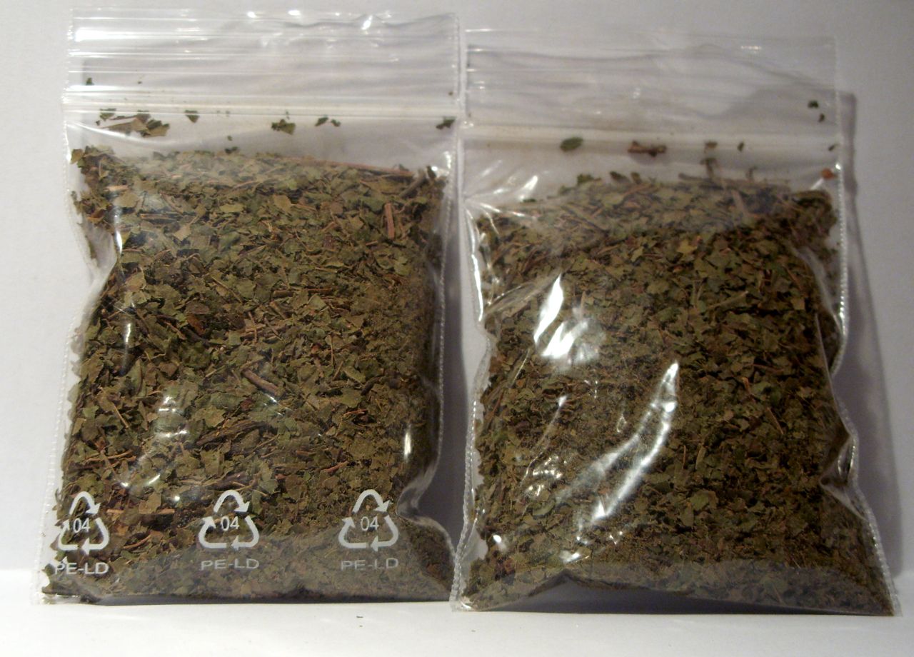 Imagem de referência de Mitragyna, descrito nos dados abertos como género de plantas