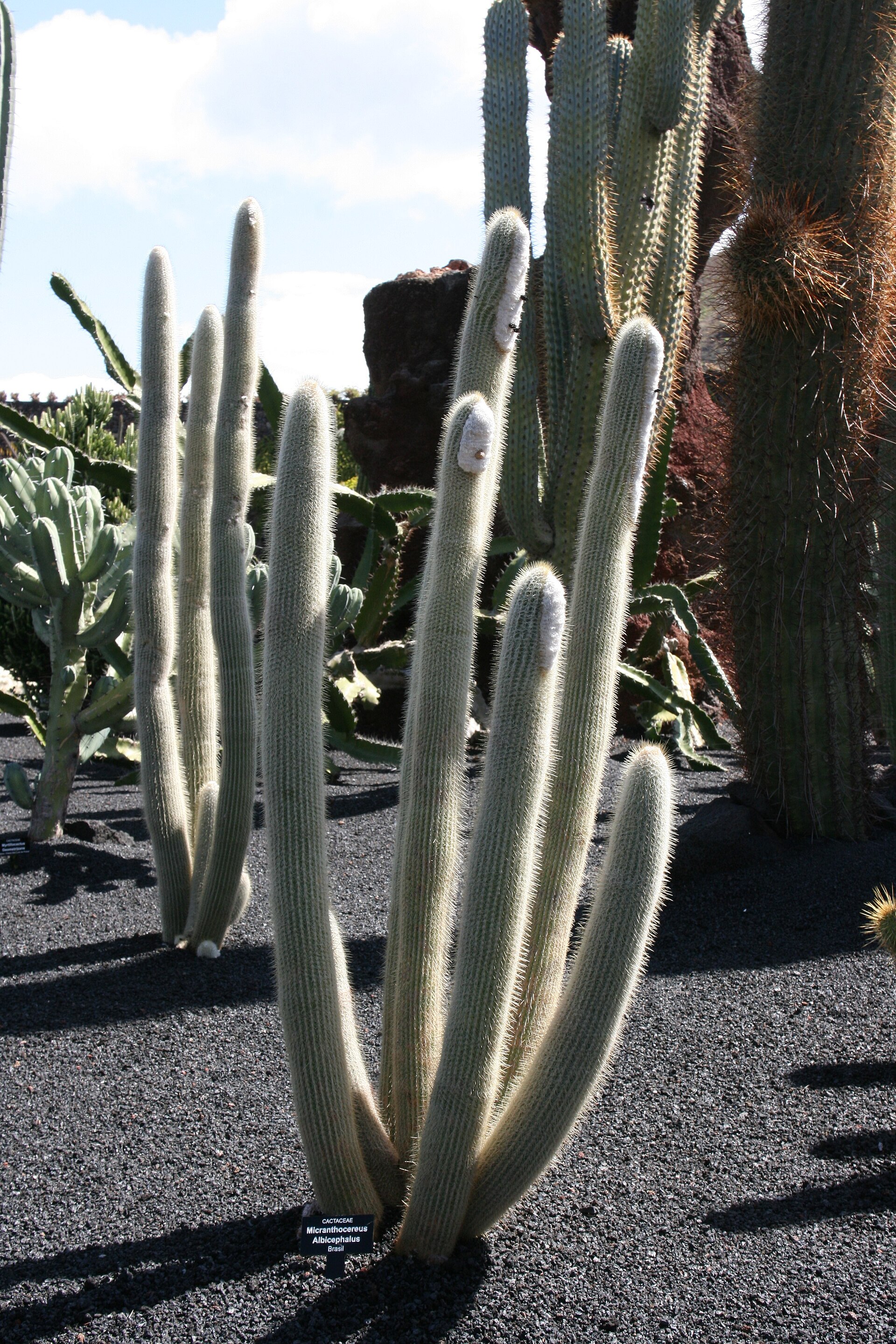 Imagem de referência relacionada a Micranthocereus albicephalus, item descrito como registro de referência sobre Micranthocereus albicephalus, organizado a partir de dados estruturados abertos
