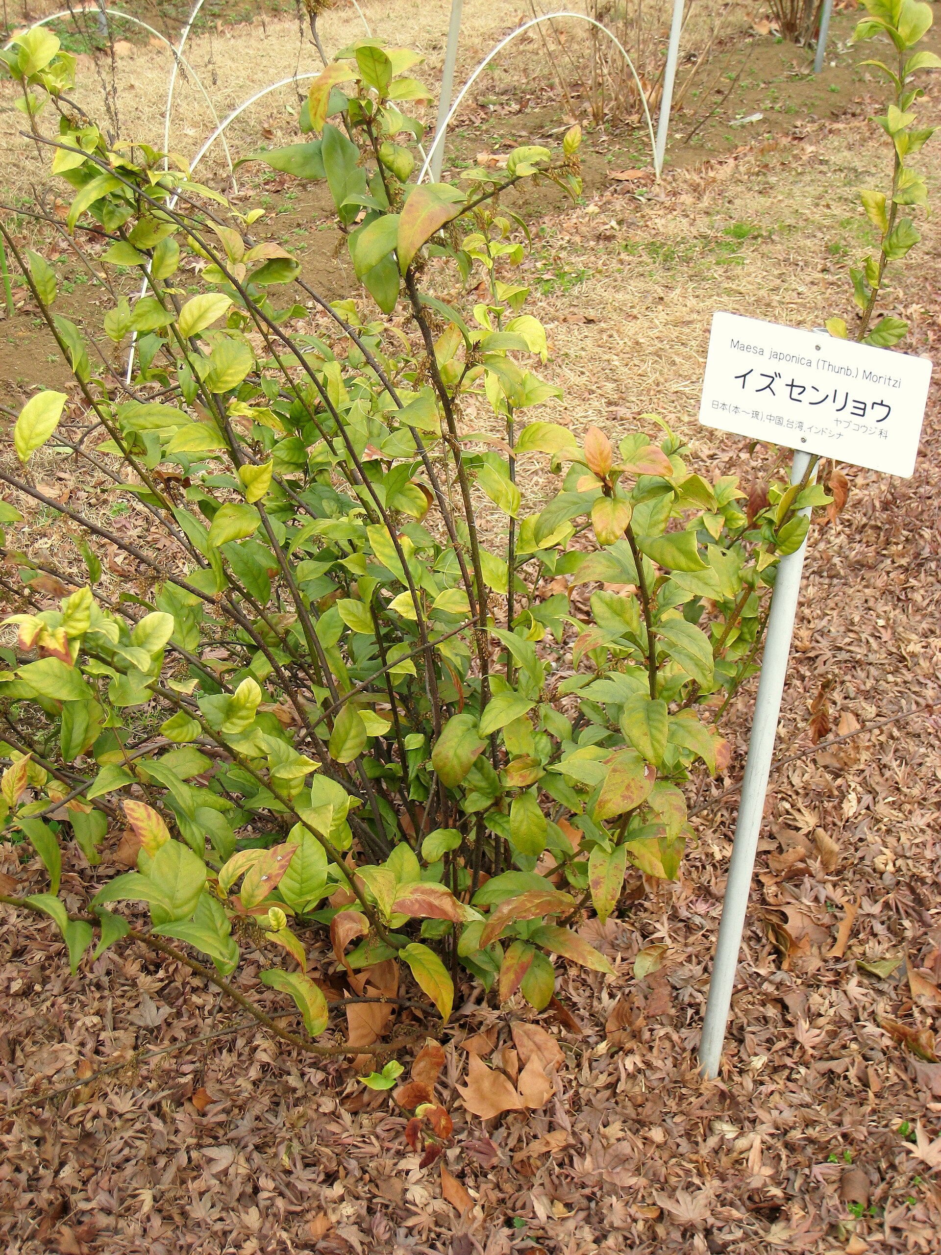 Imagem de referência de Maesa, descrito nos dados abertos como género de plantas