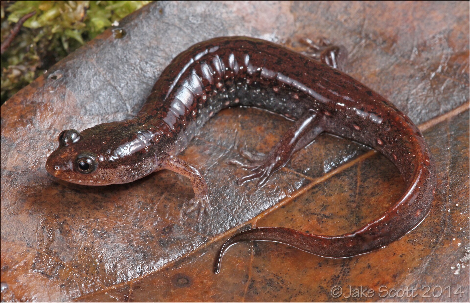 Imagem de referência de Desmognathus auriculatus, descrito nos dados abertos como espécie de anfíbio