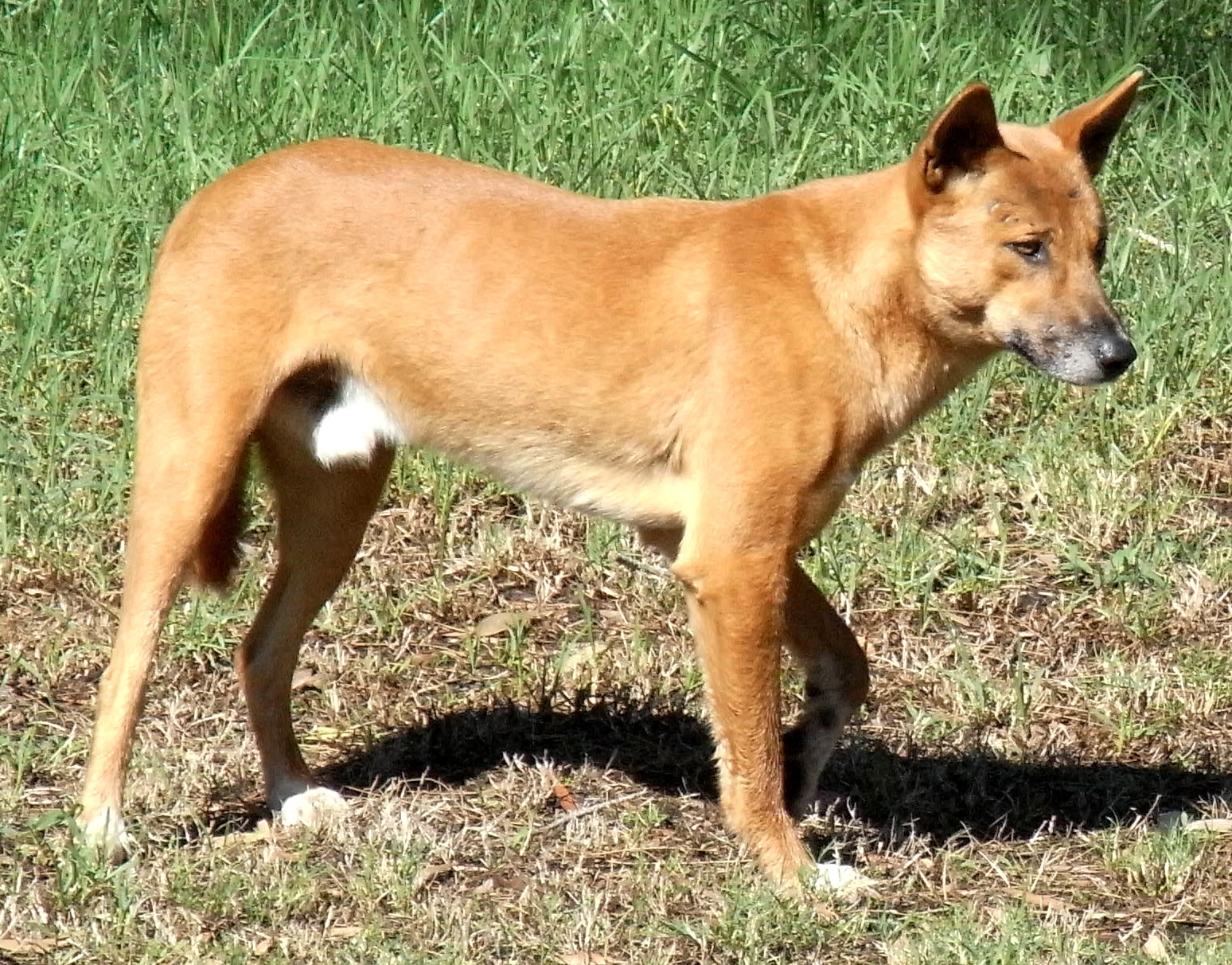 Imagem de referência relacionada a Dingo, item descrito como sub-espécie de lobo