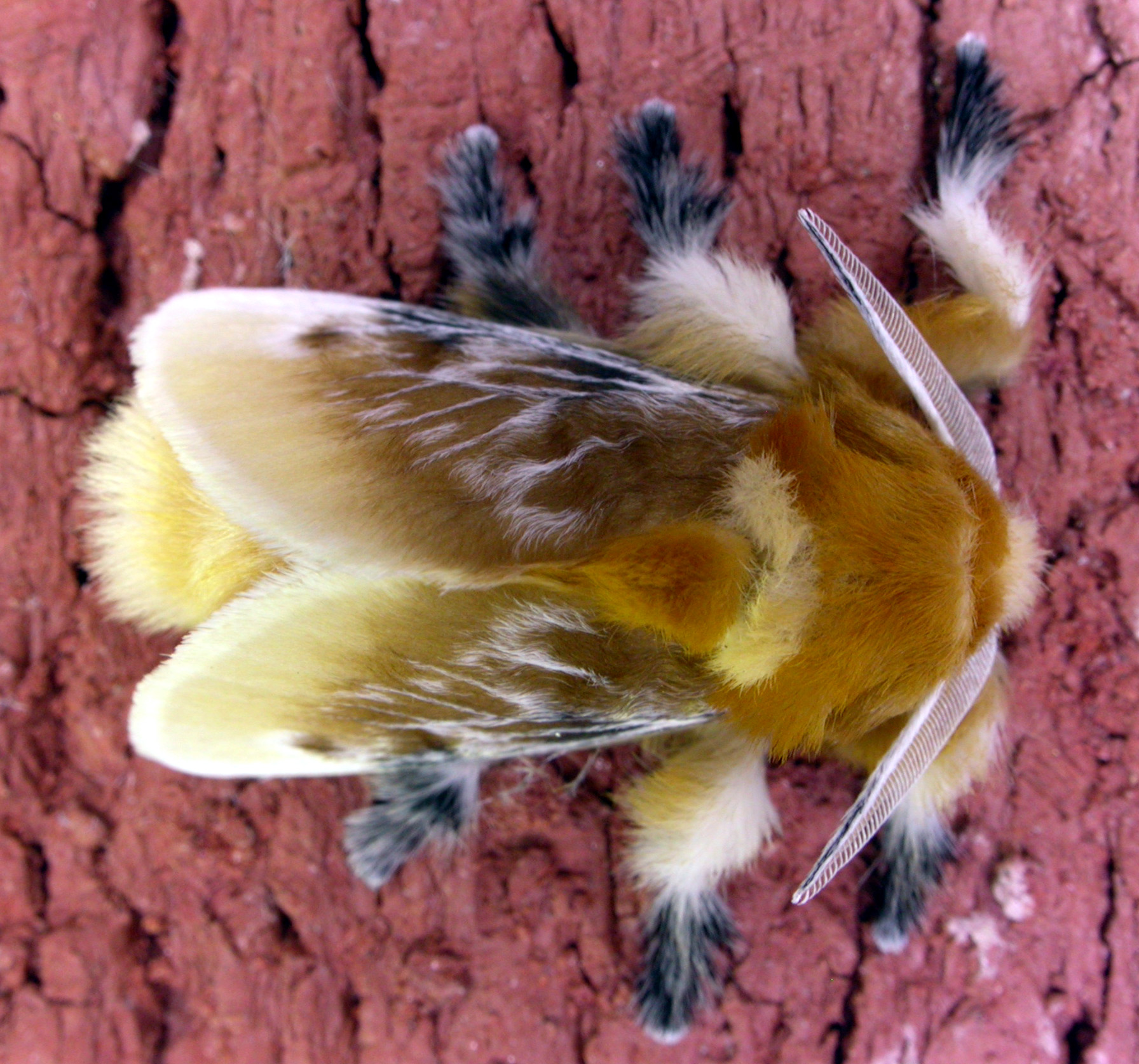 Imagem de referência relacionada a Megalopygidae, item descrito como registro de referência sobre Megalopygidae, organizado a partir de dados estruturados abertos