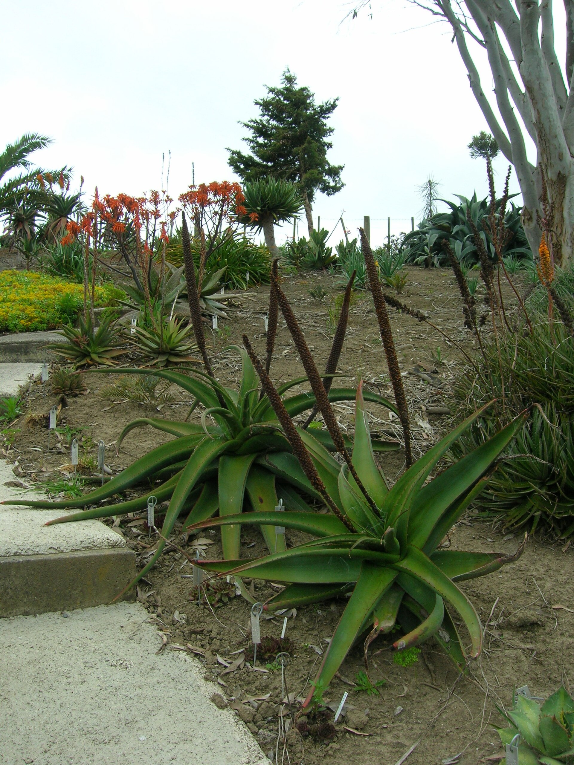 Imagem de referência relacionada a Aloe alooides, item descrito como espécie de planta