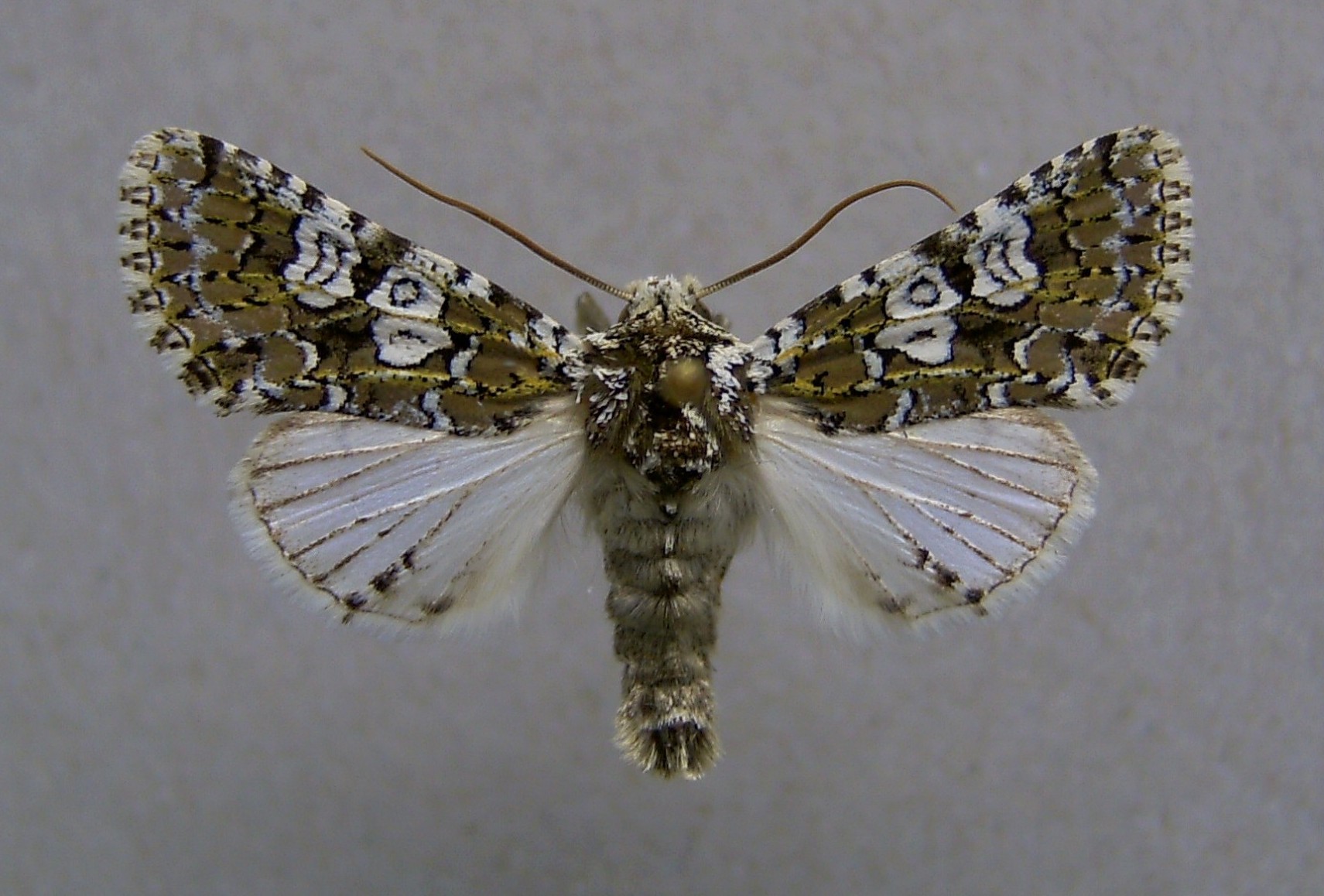 Imagem de referência relacionada a Lamprosticta culta, item descrito como espécie de inseto