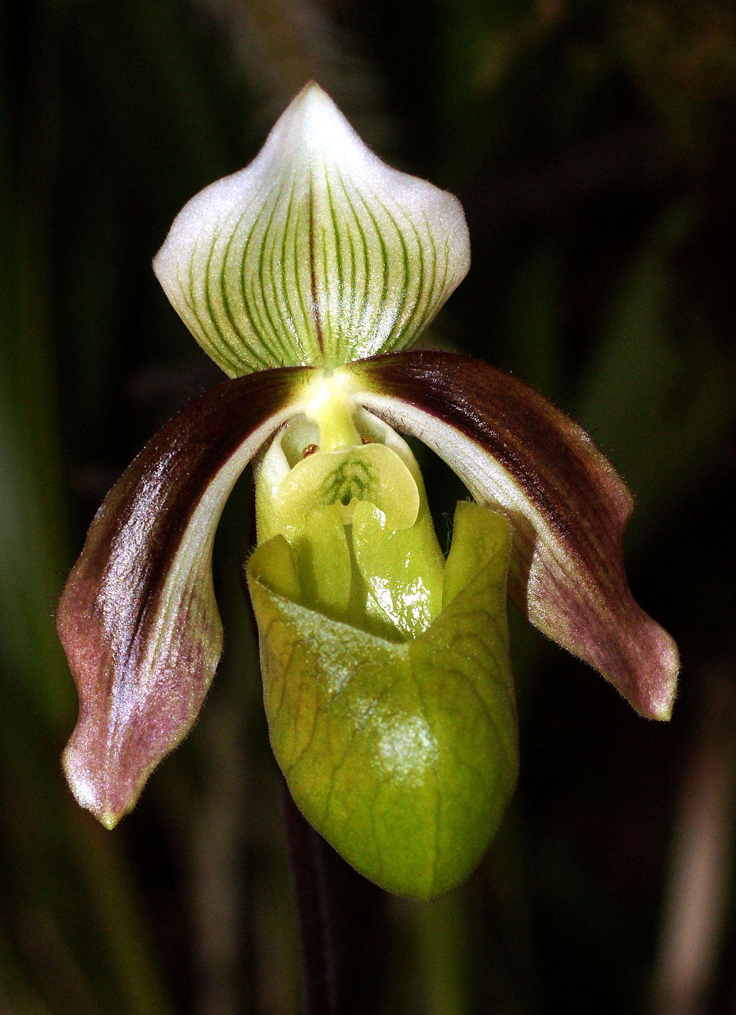 Imagem de referência de Paphiopedilum violascens, descrito nos dados abertos como espécie de planta