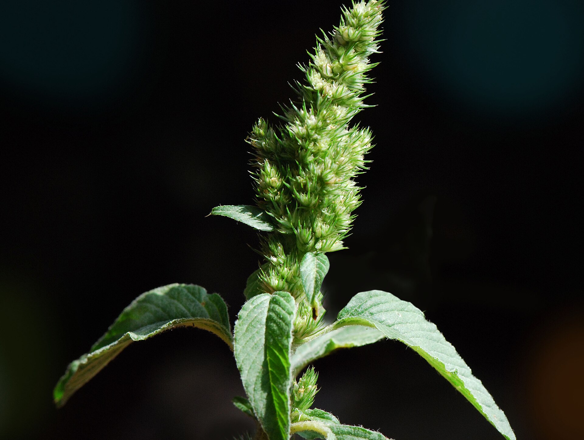 Imagem de referência de Amaranthus hybridus, descrito nos dados abertos como espécie de planta