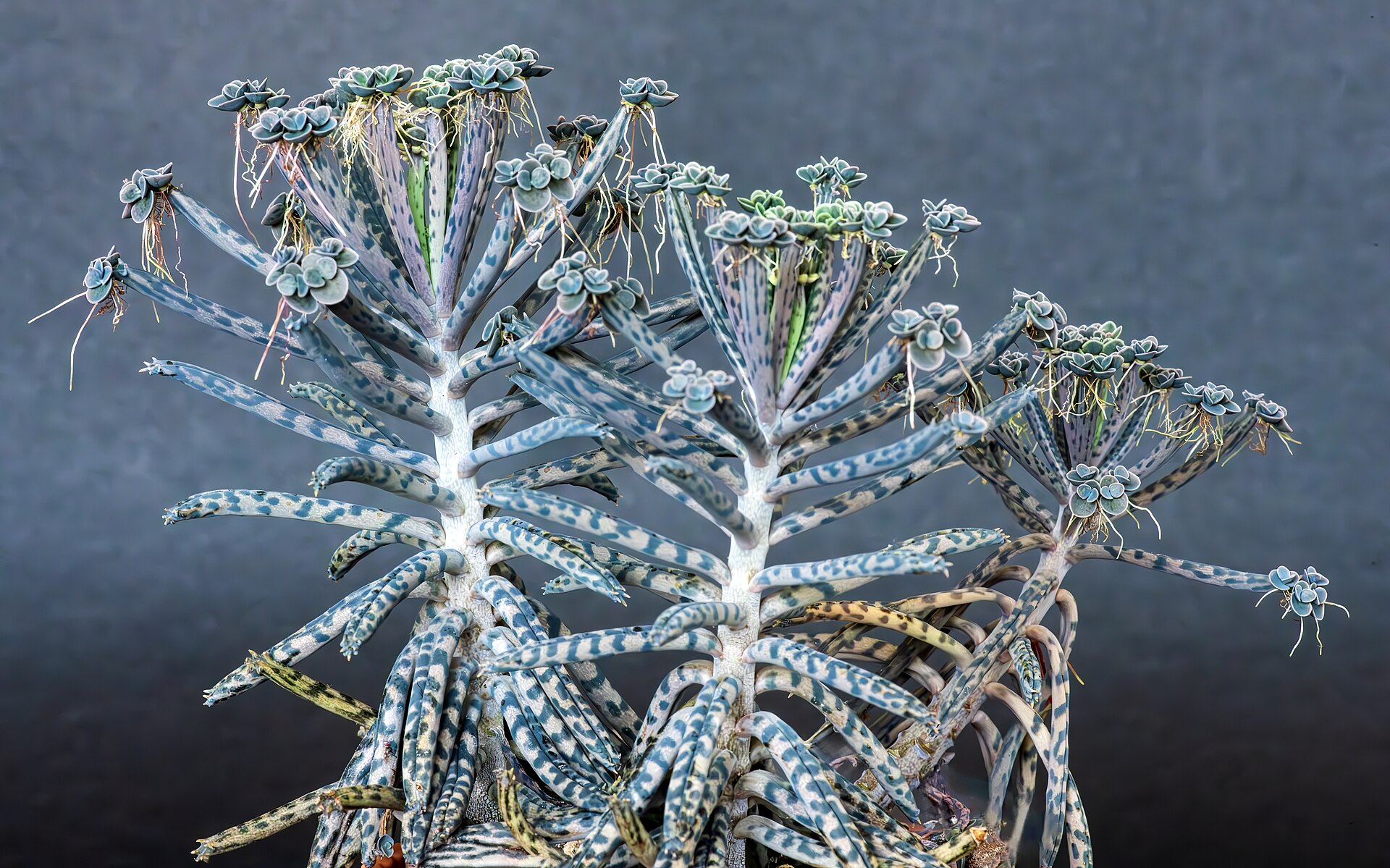 Imagem de referência relacionada a Kalanchoe delagoensis, item descrito como espécie de planta