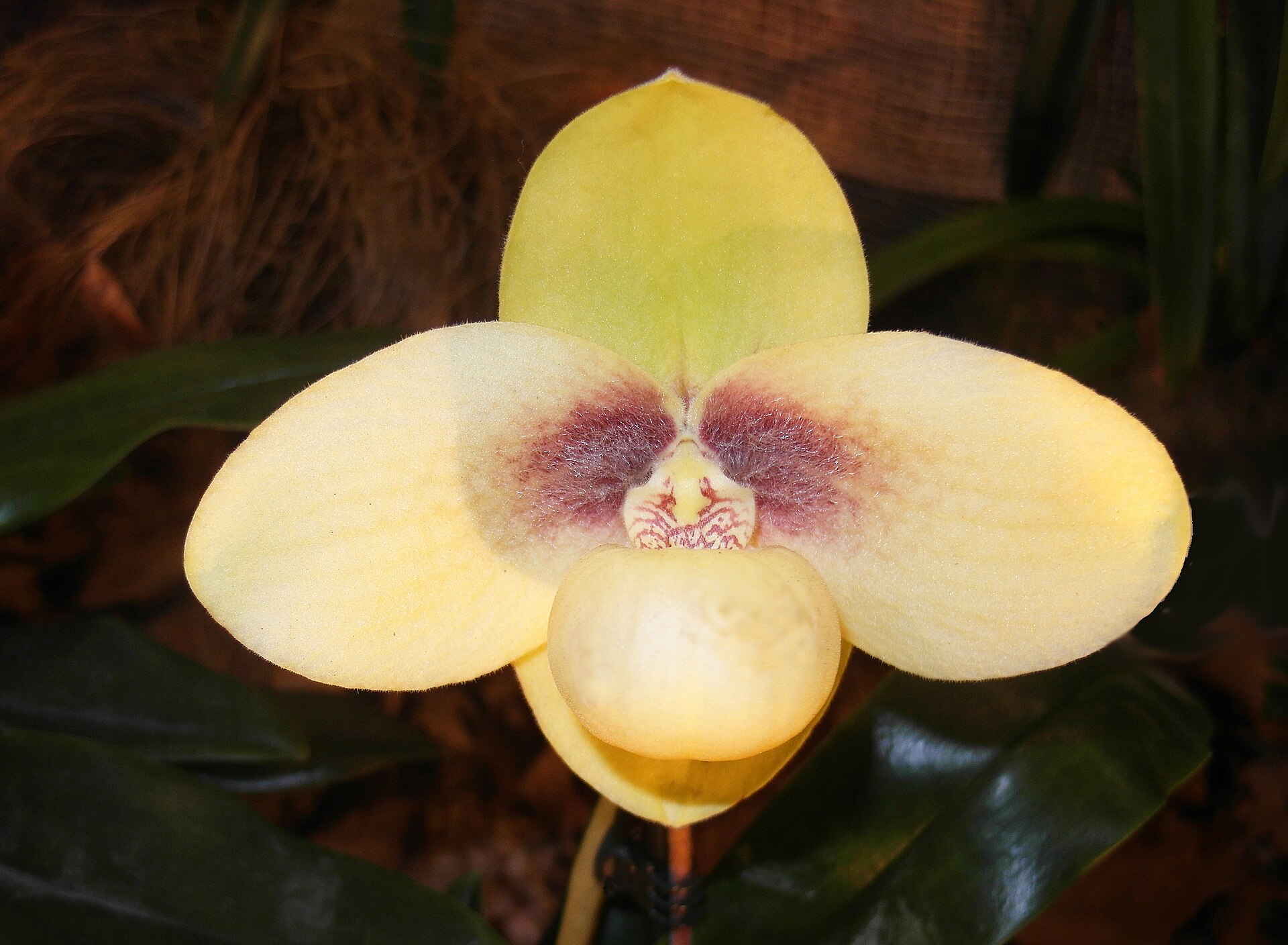 Imagem de referência de Paphiopedilum hangianum, descrito nos dados abertos como espécie de planta