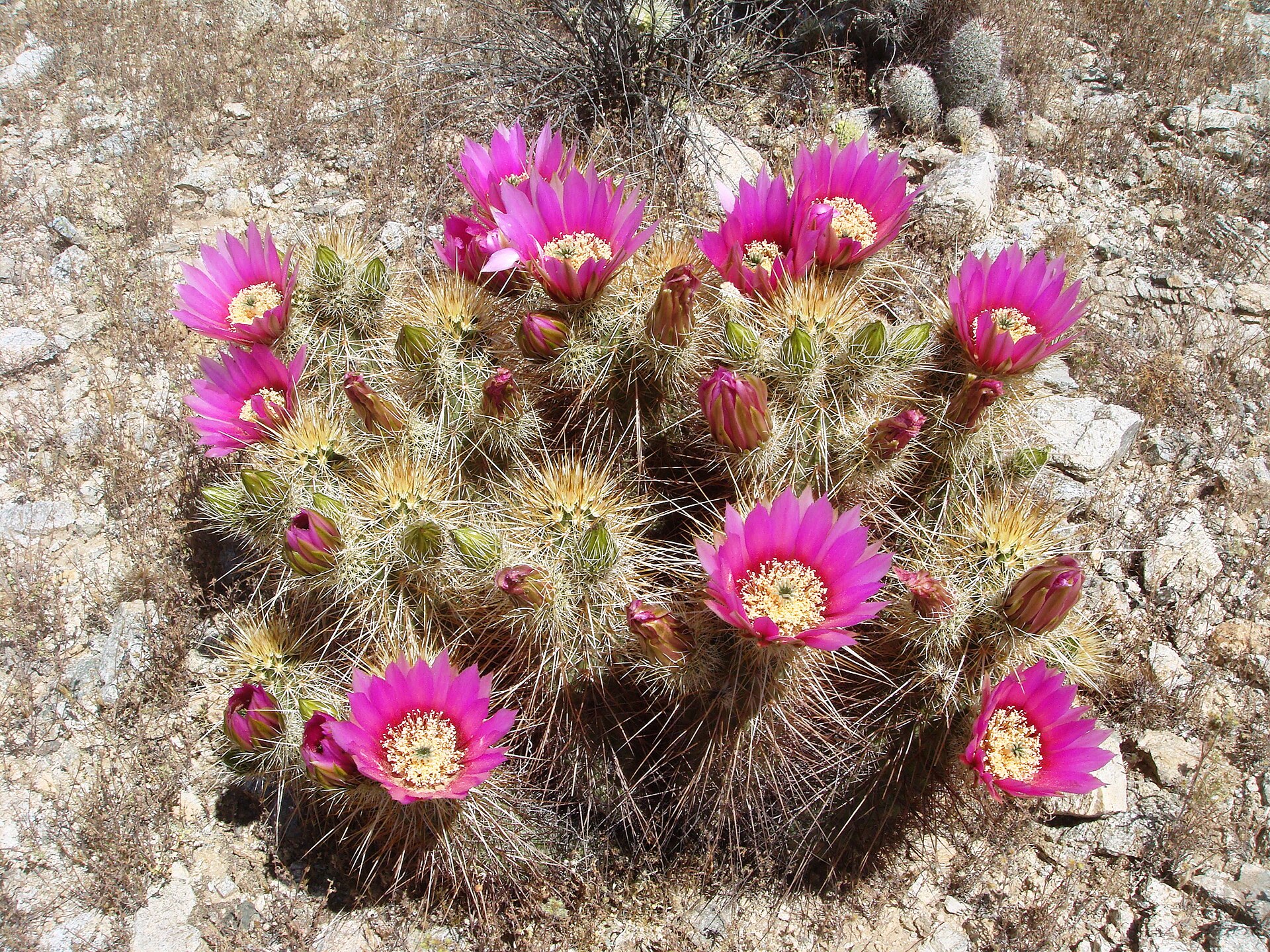 Imagem de referência relacionada a Echinocereus engelmannii, item descrito como registro de referência sobre Echinocereus engelmannii, organizado a partir de dados estruturados abertos