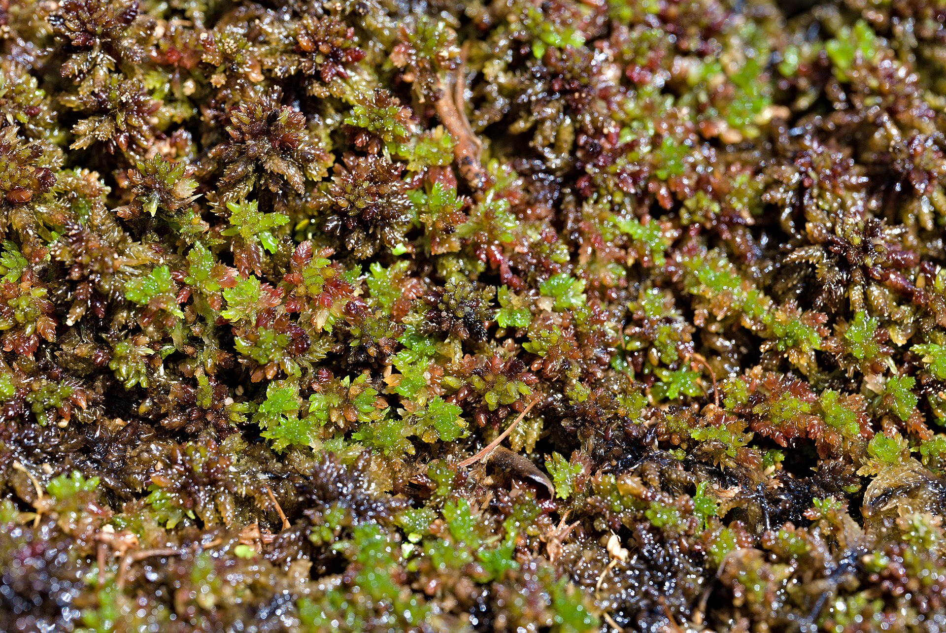 Imagem de referência relacionada a Sphagnum magellanicum, item descrito como registro de referência sobre Sphagnum magellanicum, organizado a partir de dados estruturados abertos