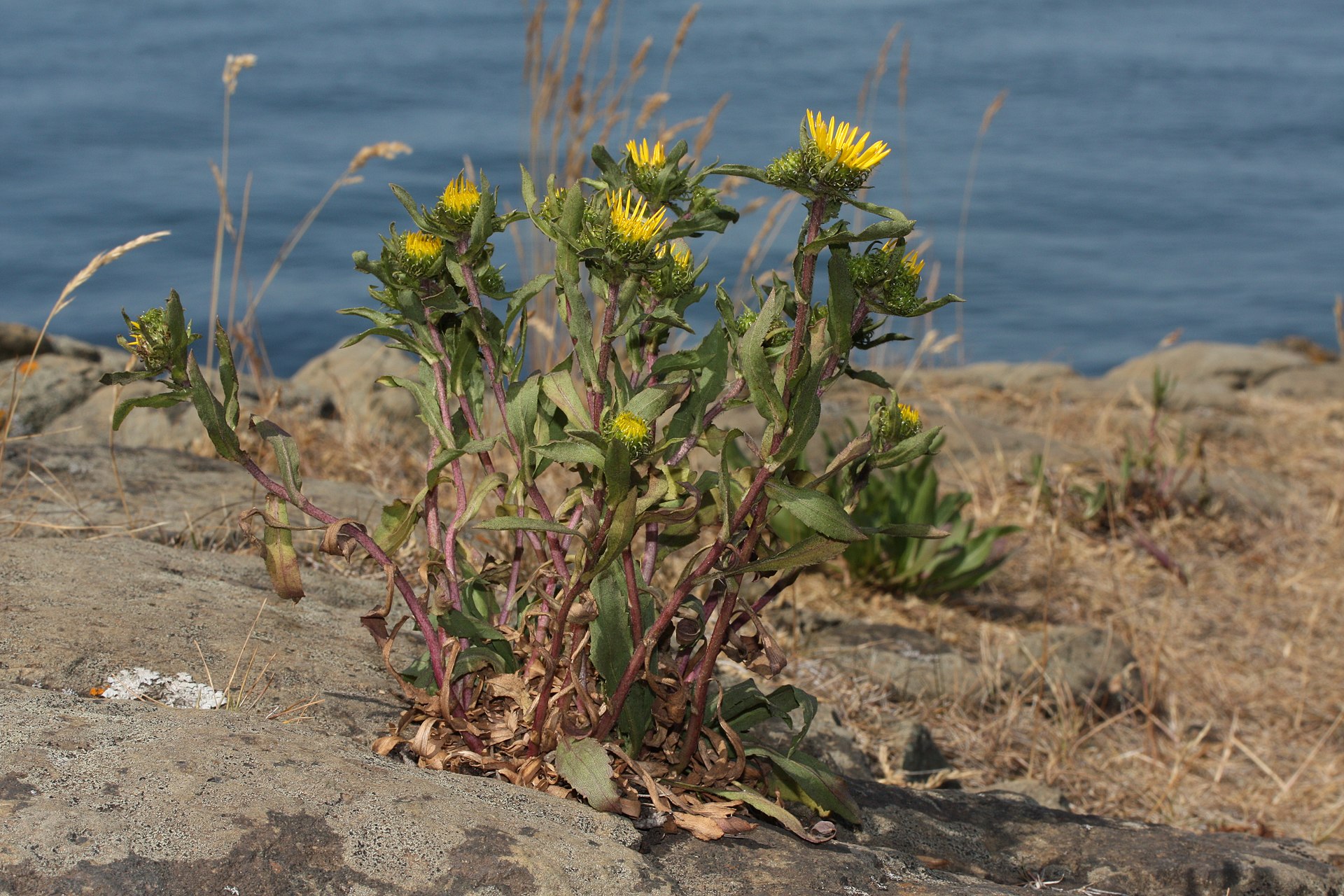 Imagem de referência de Grindelia, descrito nos dados abertos como género de plantas