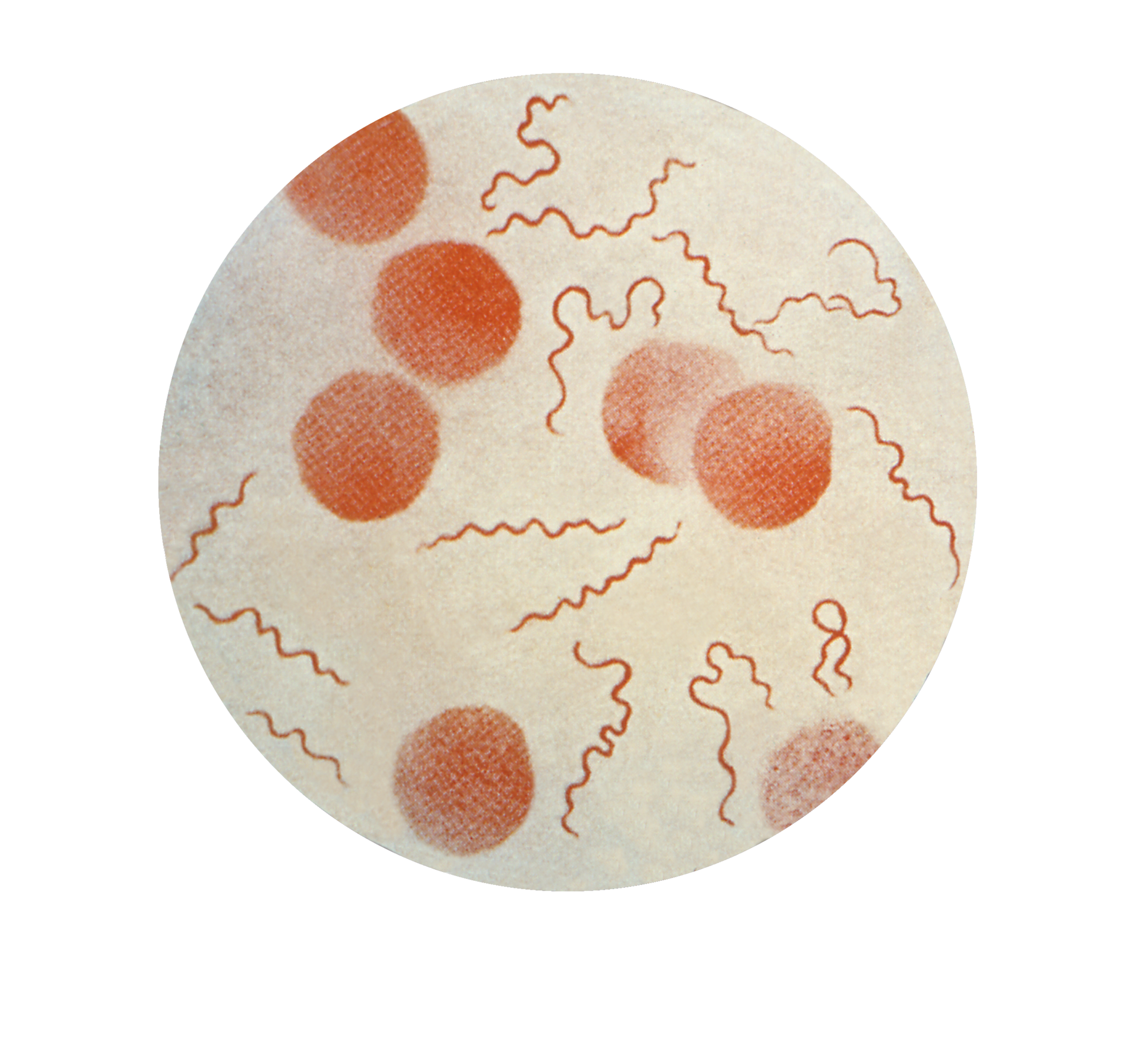 Imagem de referência relacionada a Borrelia recurrentis, item descrito como registro de referência sobre Borrelia recurrentis, organizado a partir de dados estruturados abertos
