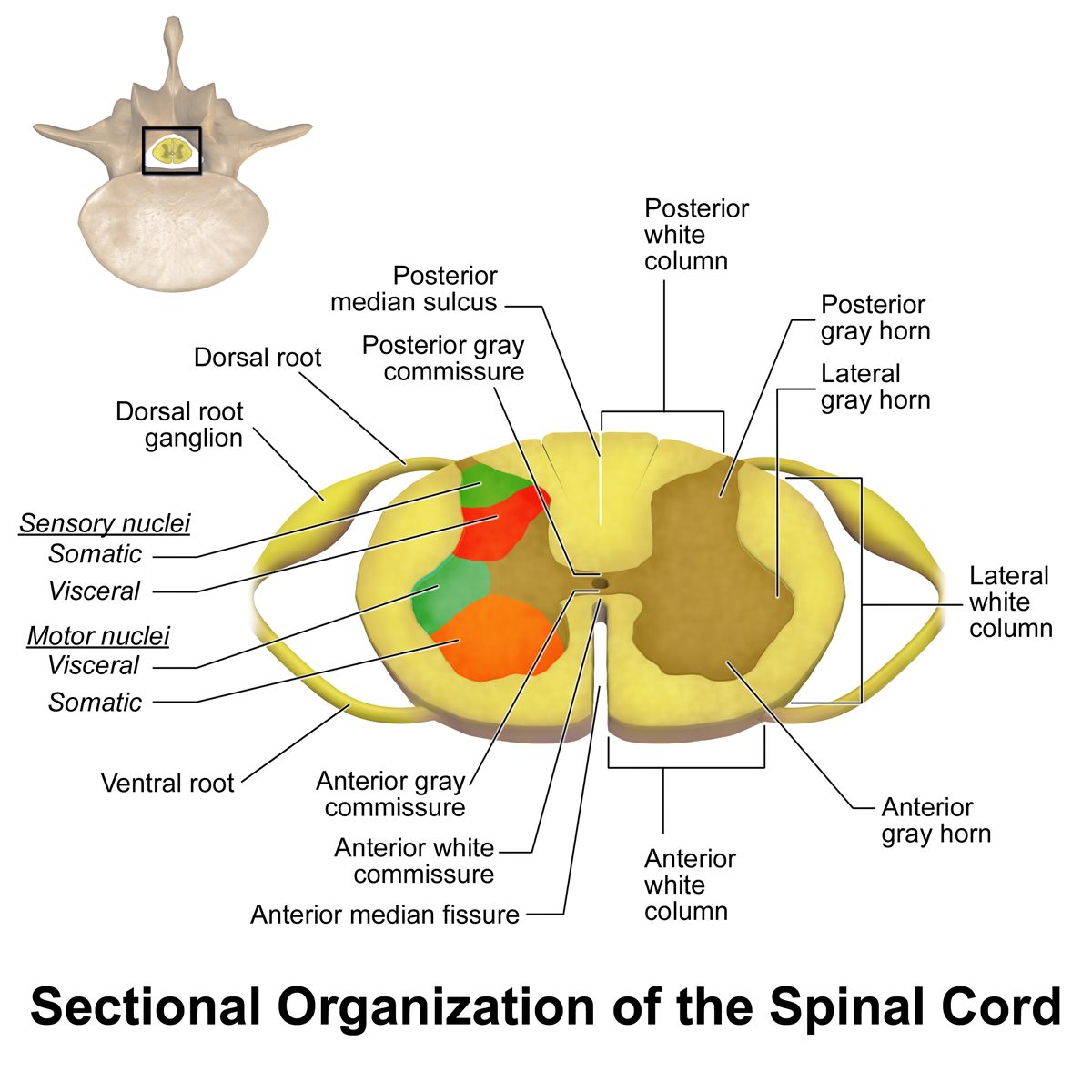 Imagem de referência de medula espinhal, descrito nos dados abertos como estrutura longa e tubular do sistema nervoso central na coluna vertebral