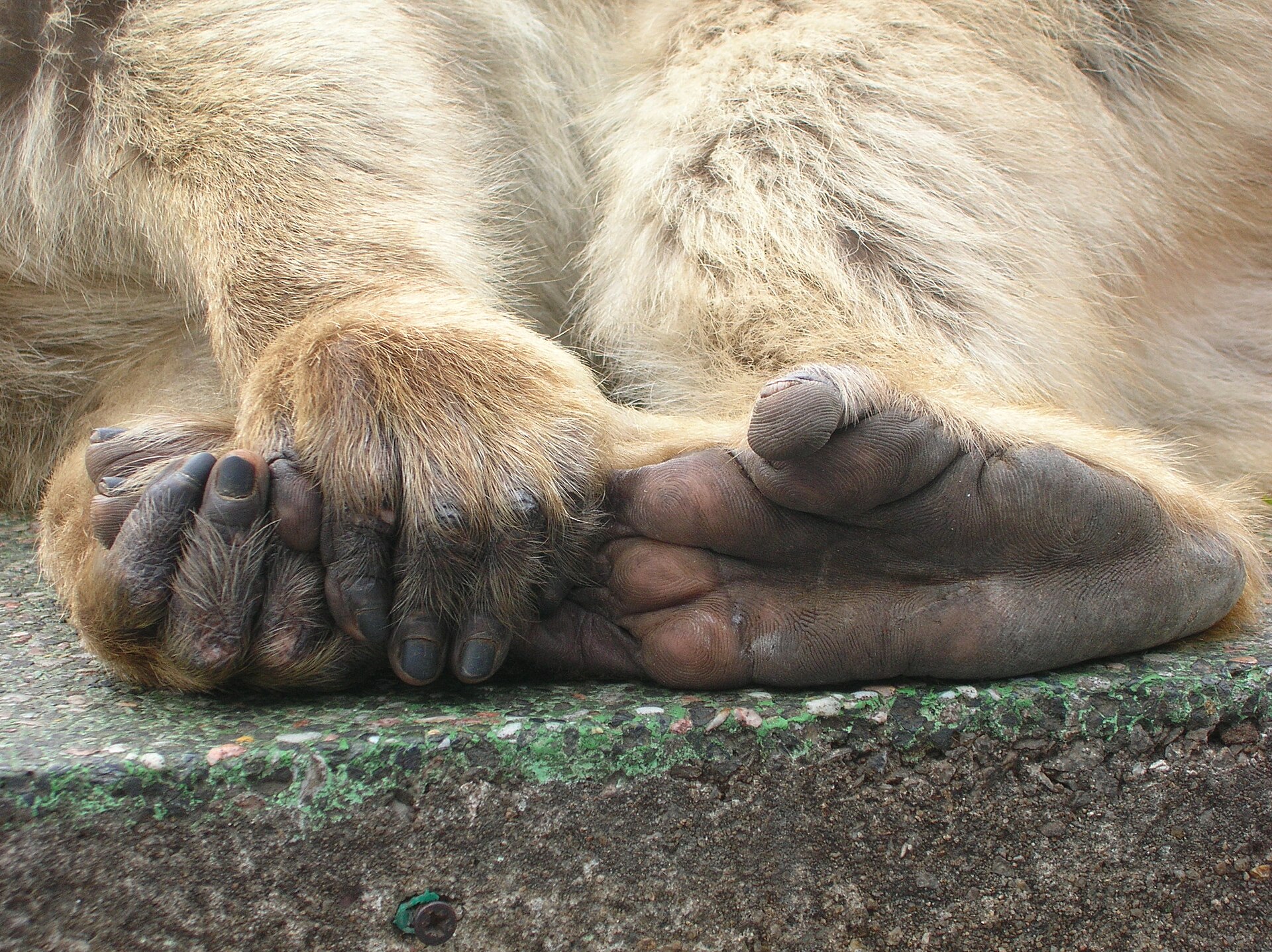 Imagem de referência de Macaca, descrito nos dados abertos como gênero de Macacos do Velho Mundo