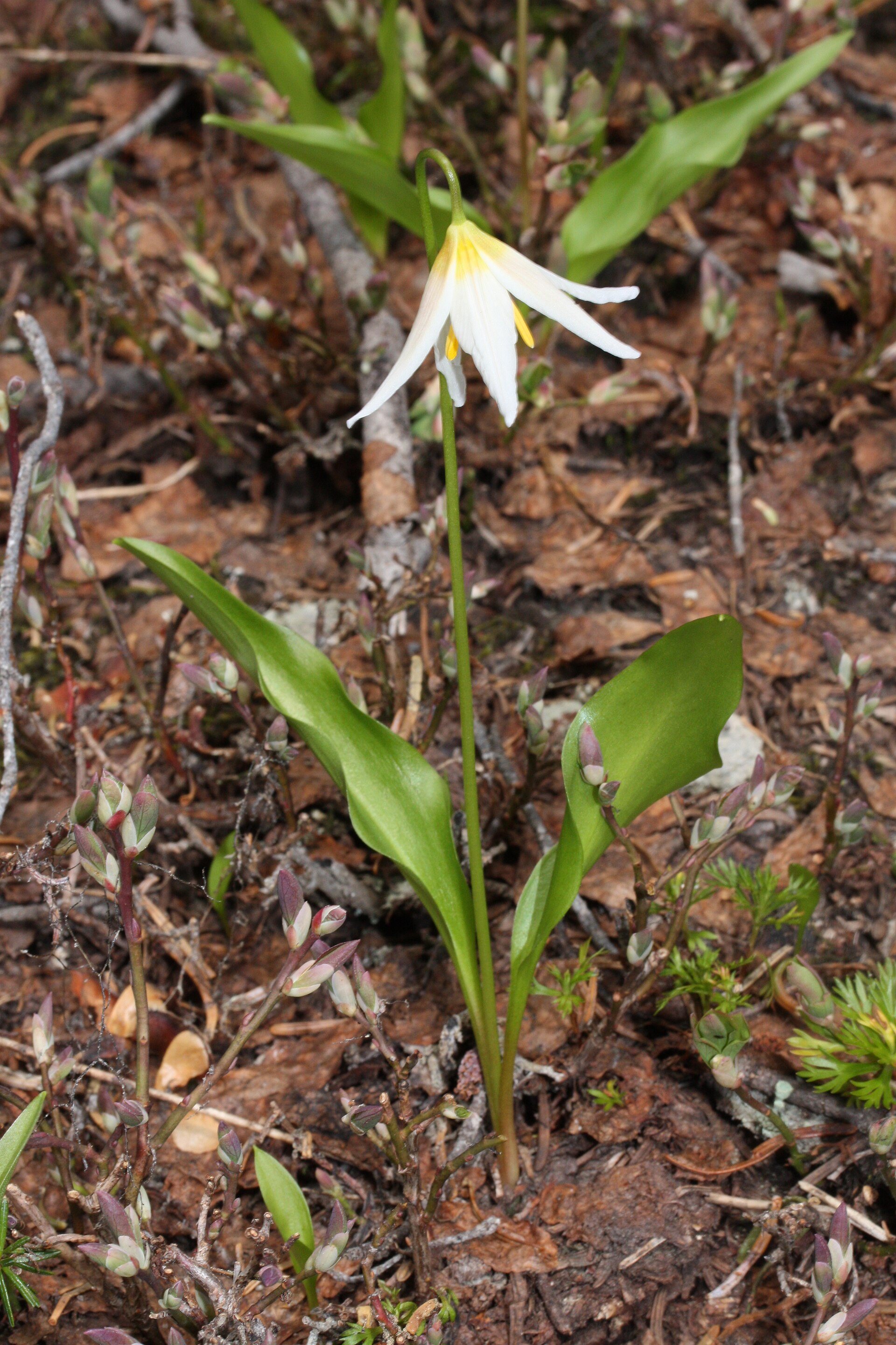 Imagem de referência relacionada a Erythronium montanum, item descrito como espécie de planta