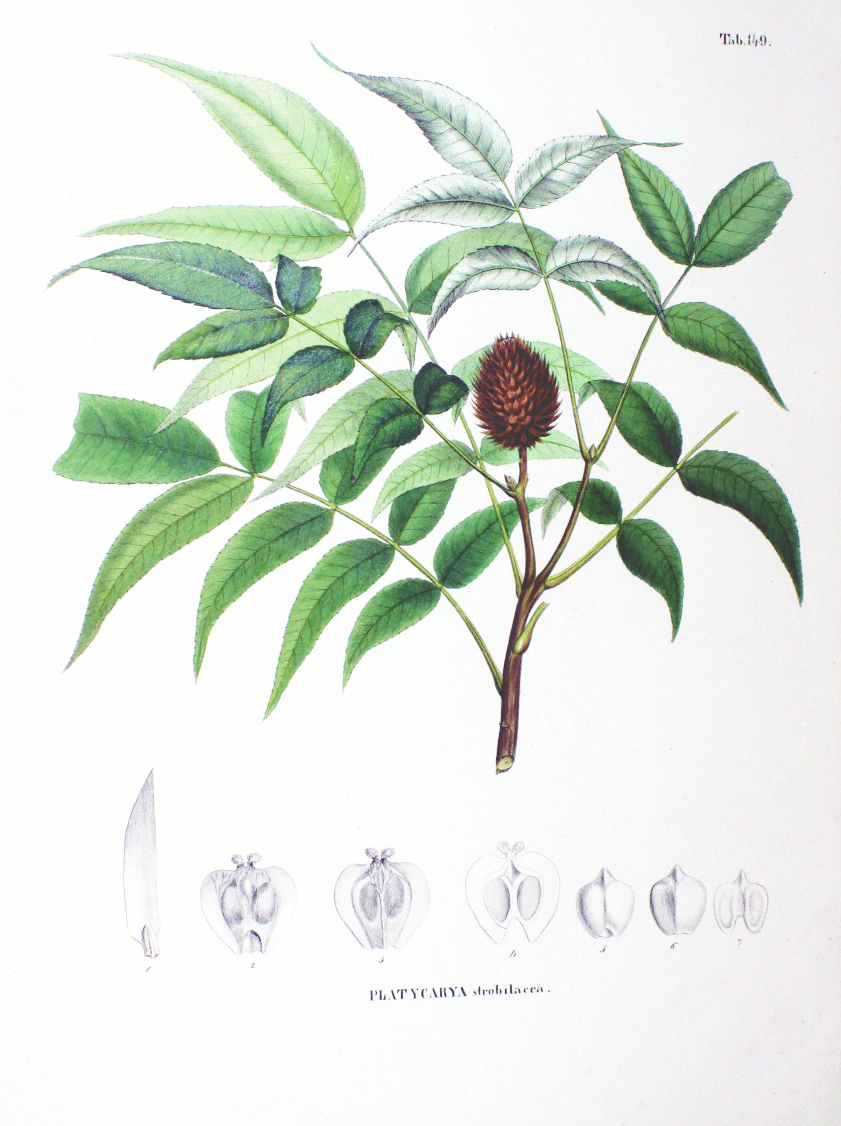 Imagem de referência relacionada a Platycarya, item descrito como género de plantas