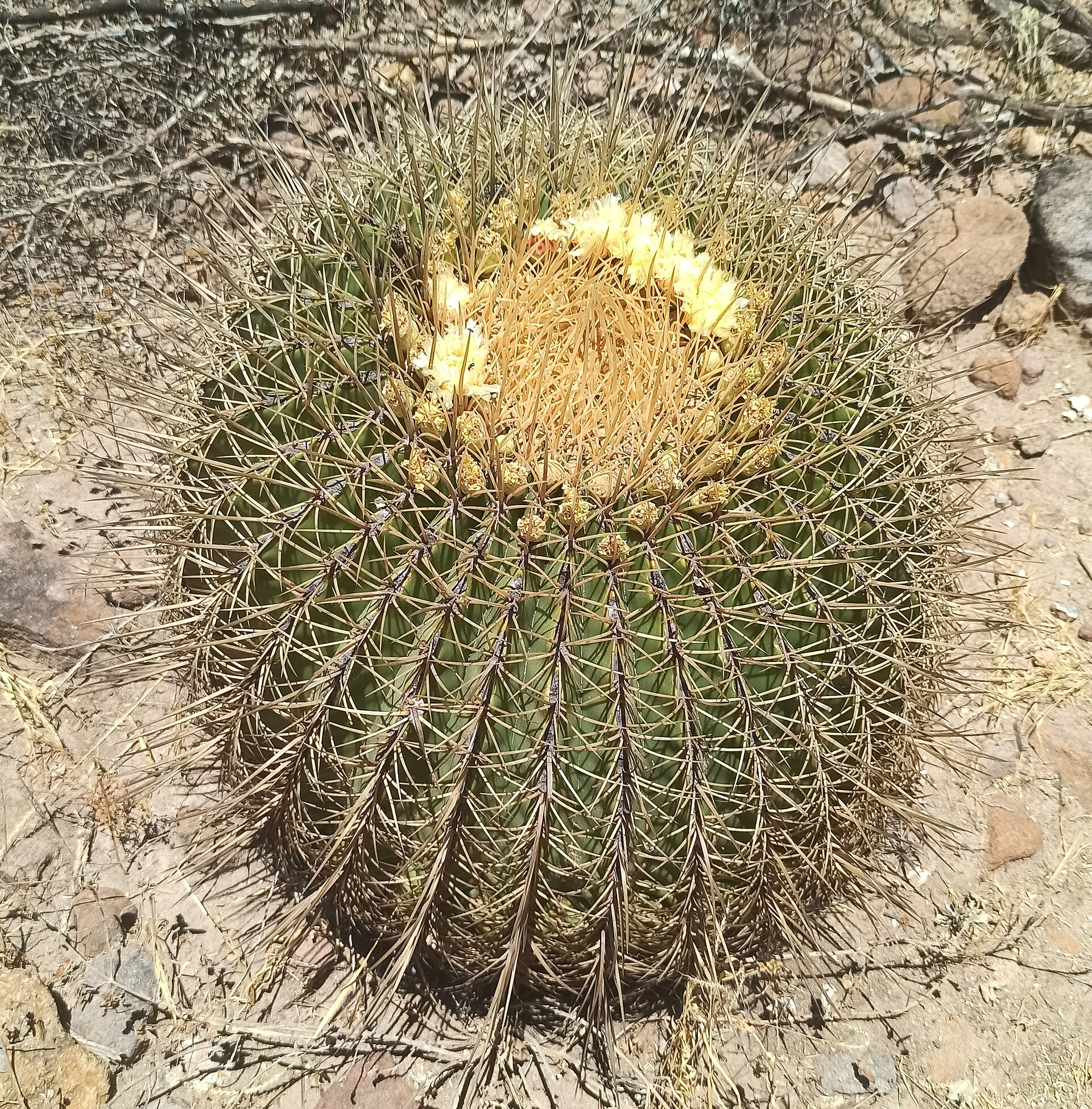 Imagem de referência relacionada a Ferocactus histrix, item descrito como registro de referência sobre Ferocactus histrix, organizado a partir de dados estruturados abertos