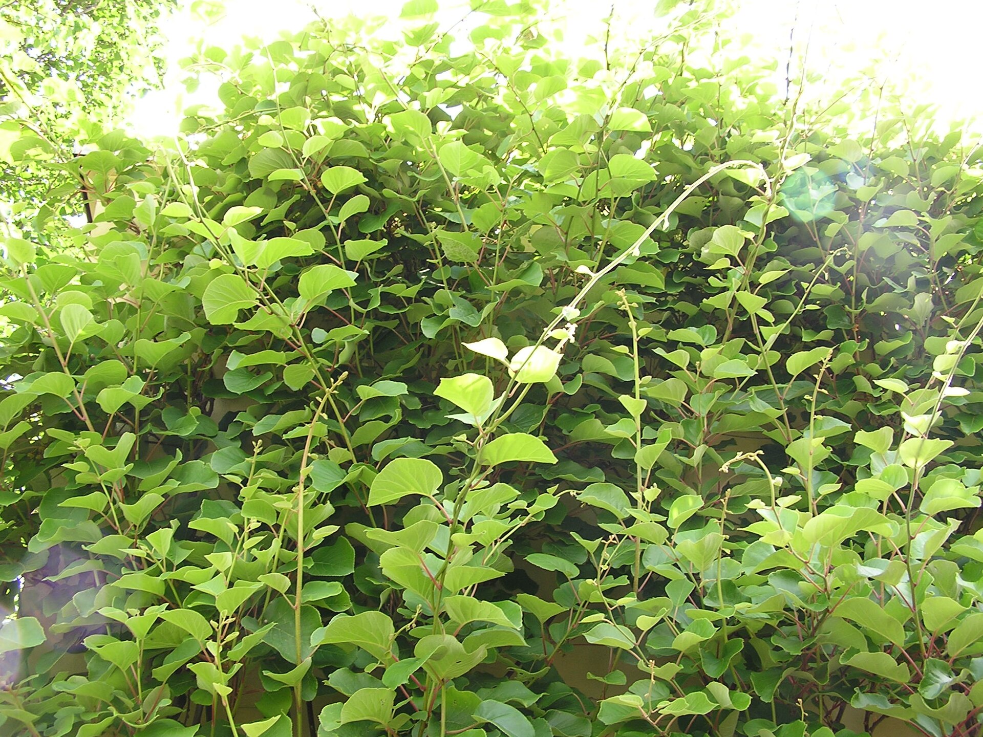 Imagem de referência de Actinidia, descrito nos dados abertos como género de plantas