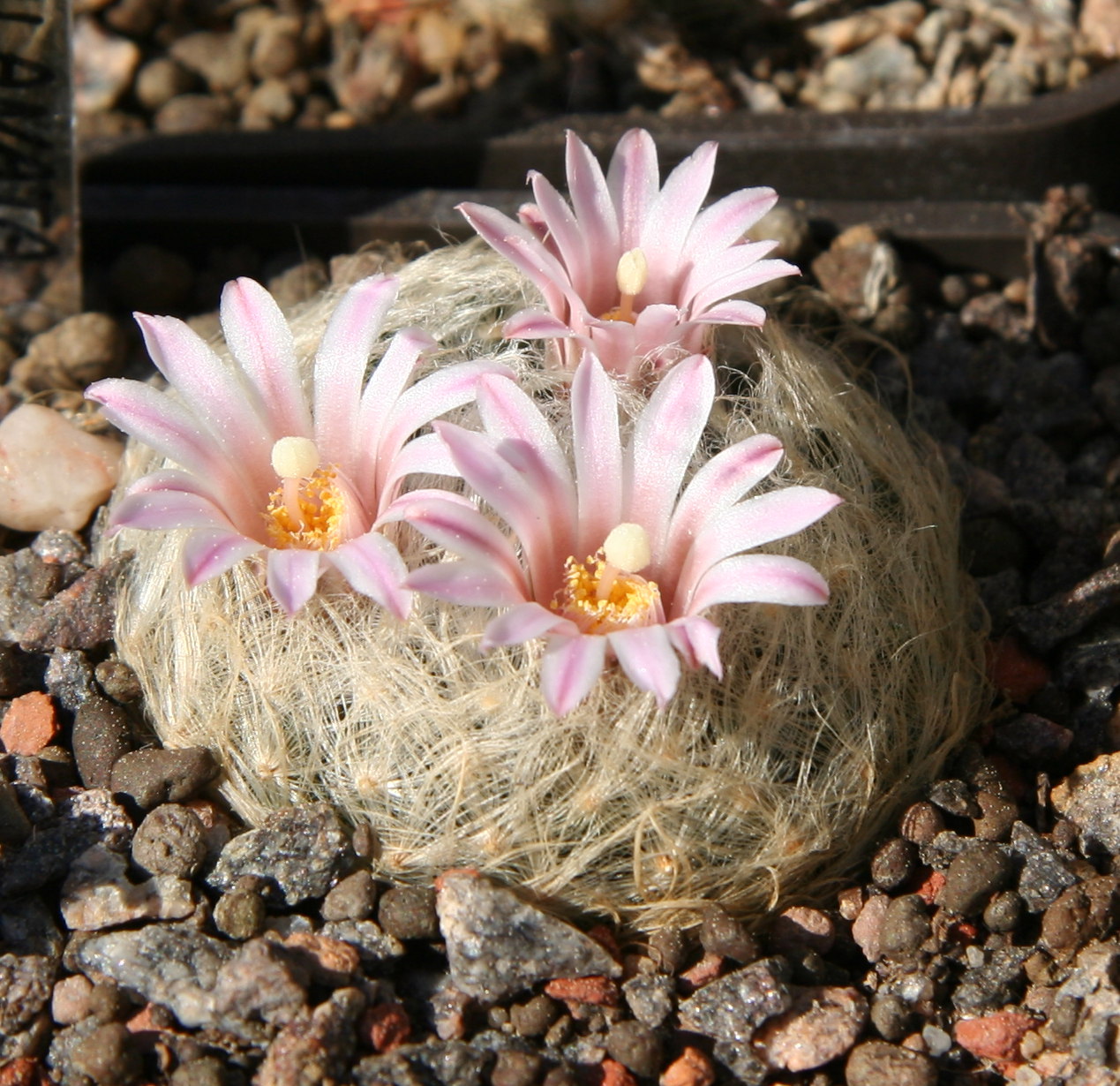 Imagem de referência relacionada a Mammillaria aureilanata, item descrito como registro de referência sobre Mammillaria aureilanata, organizado a partir de dados estruturados abertos
