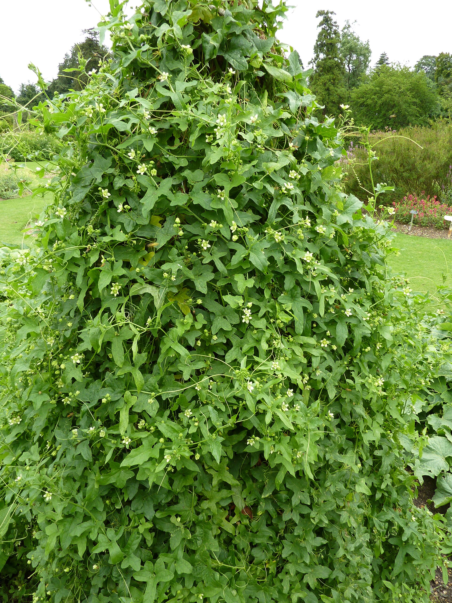 Imagem de referência de Bryonia, descrito nos dados abertos como género de plantas