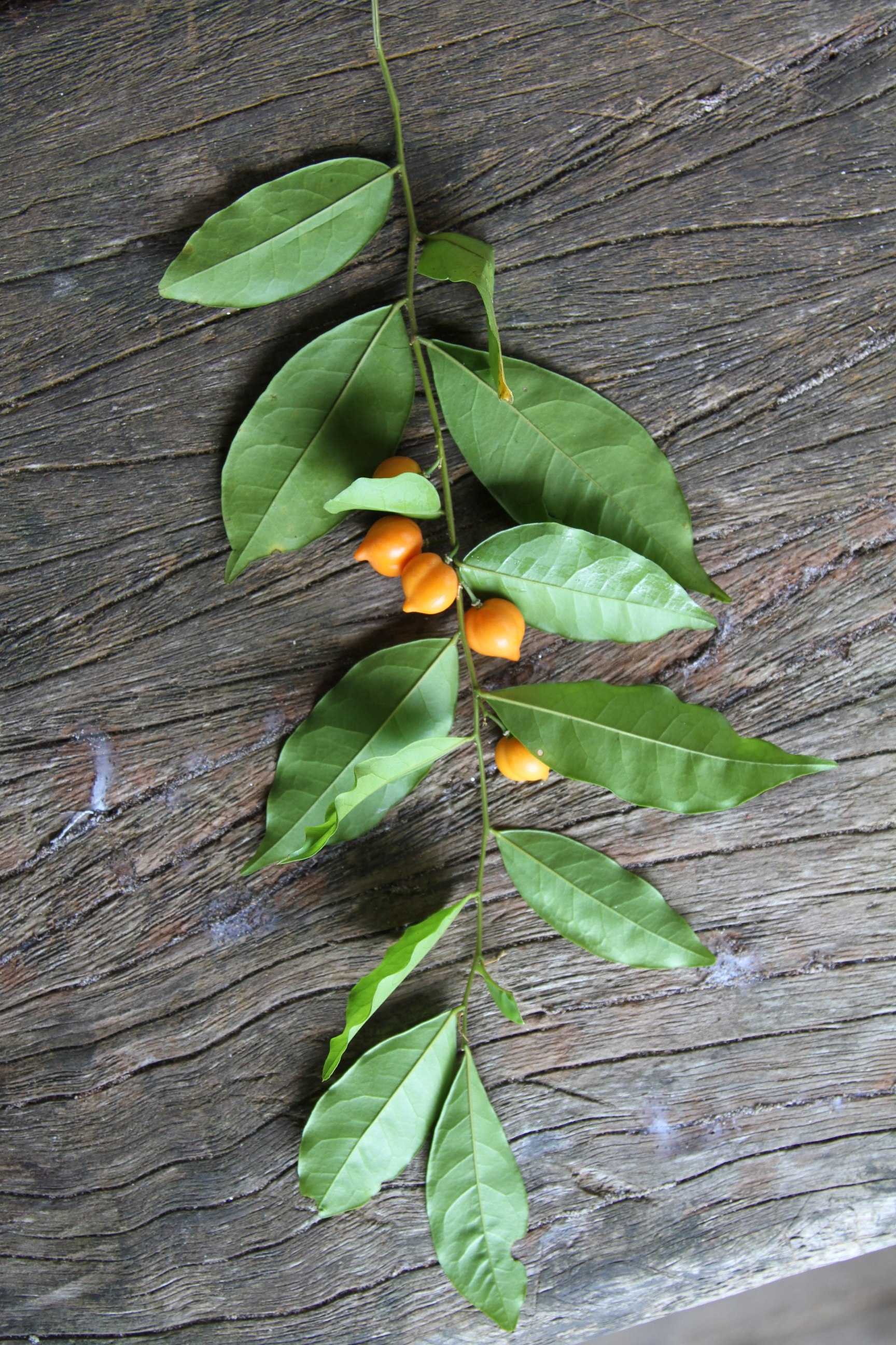 Imagem de referência de Pandaceae, descrito nos dados abertos como pequena família de árvores e arbustos paleotropicais da ordem Malpighiales