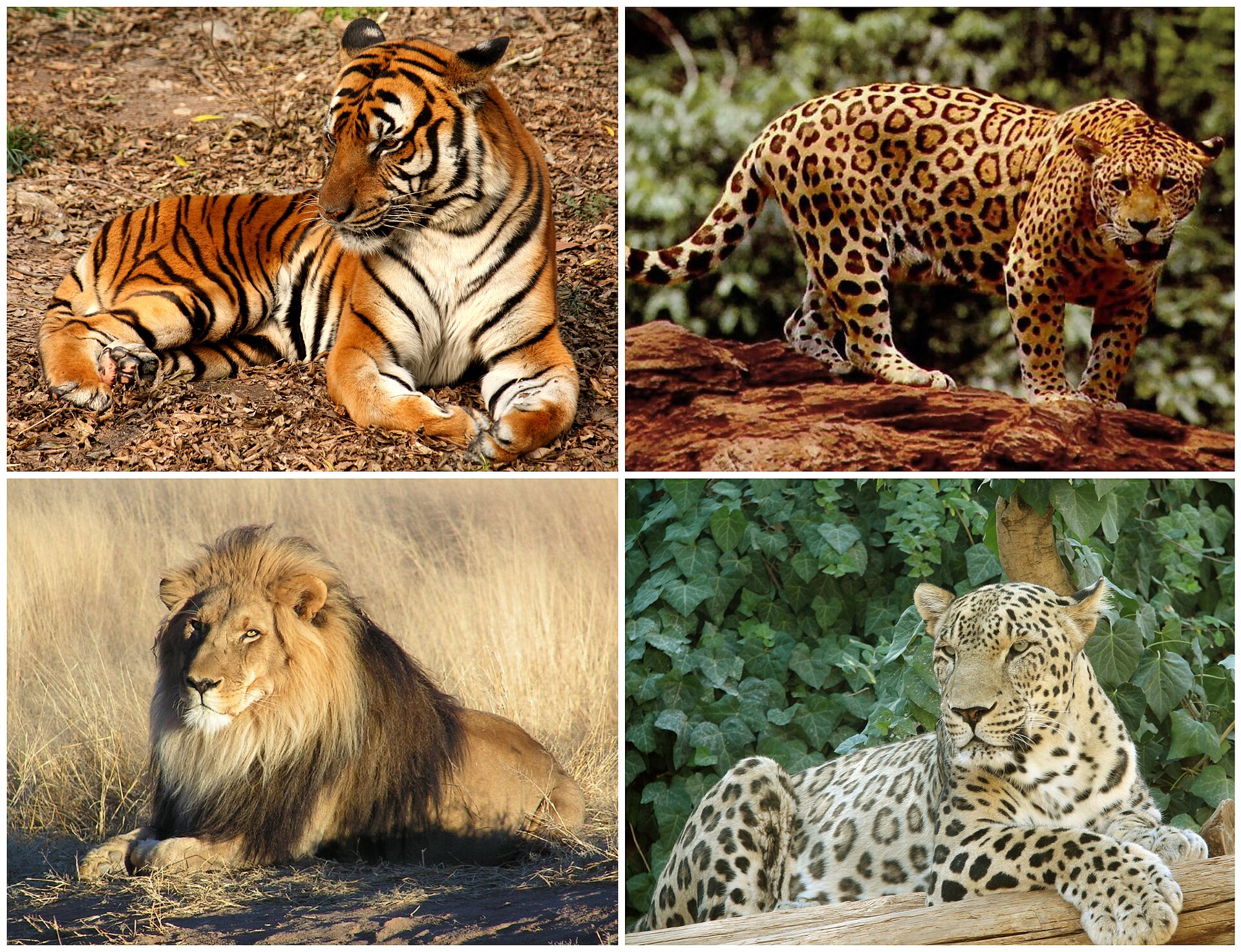 Imagem de referência relacionada a Panthera, item descrito como género de felinos