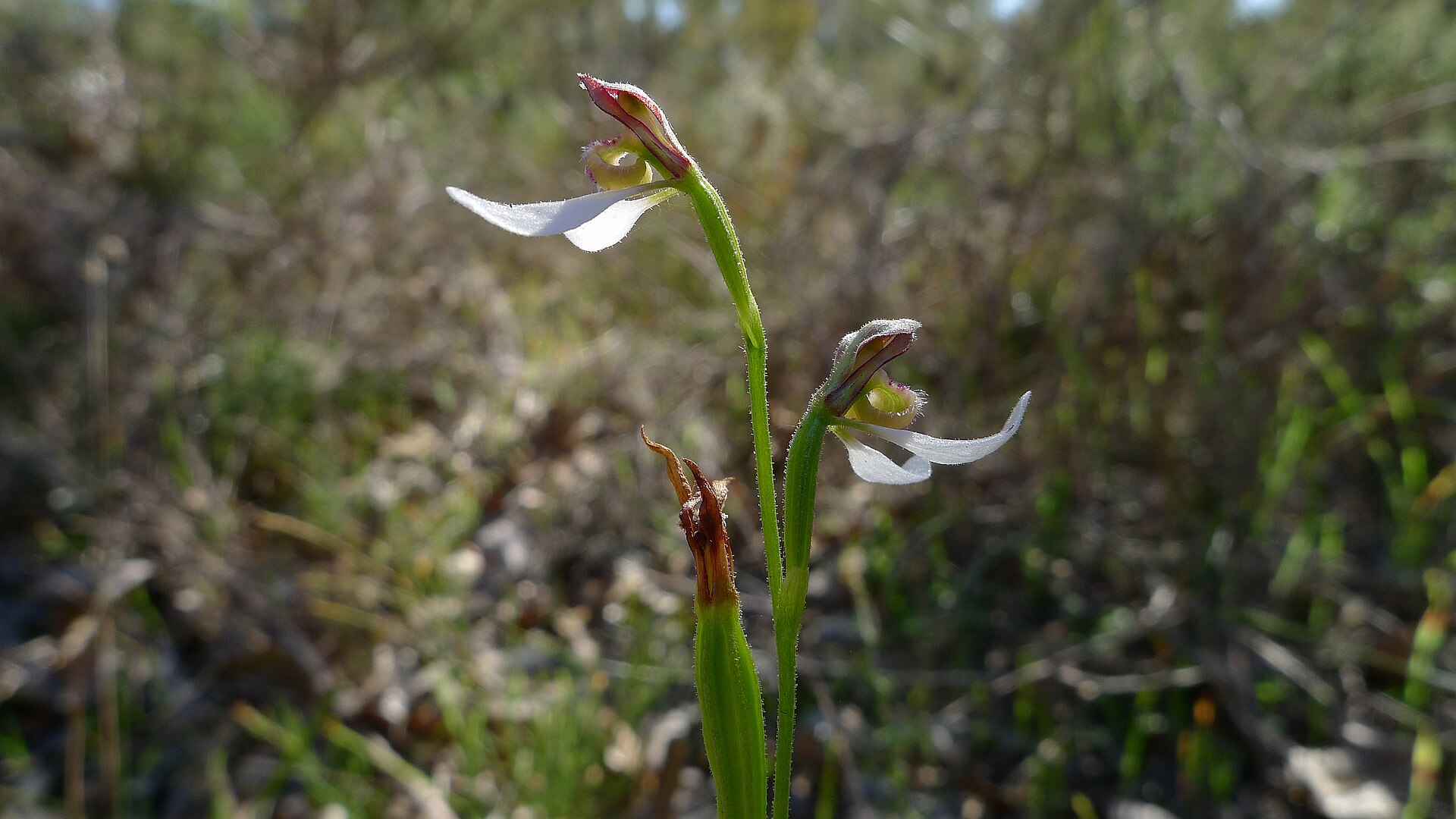 Imagem de referência de Eriochilus, descrito nos dados abertos como género de plantas