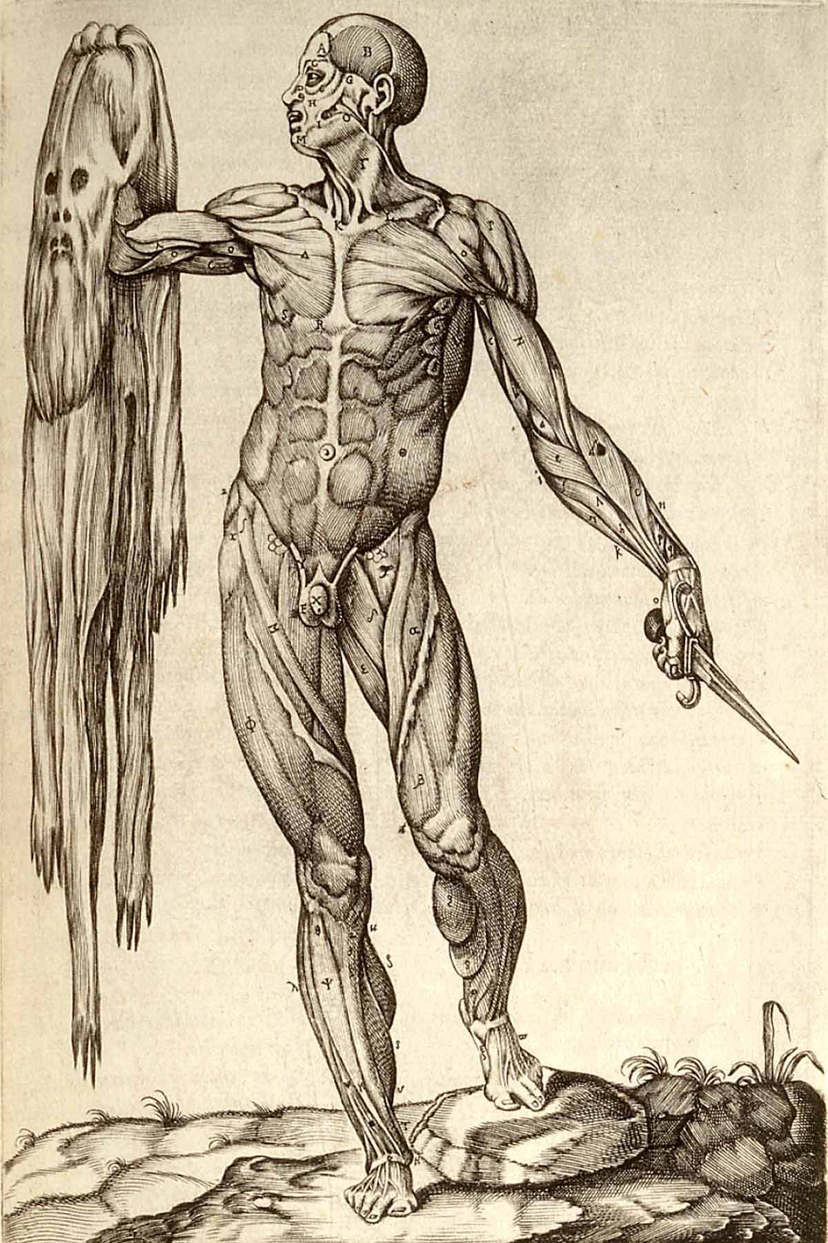 Imagem de referência de anatomia, descrito nos dados abertos como ramo da biologia que estuda a organização estrutural dos seres vivos