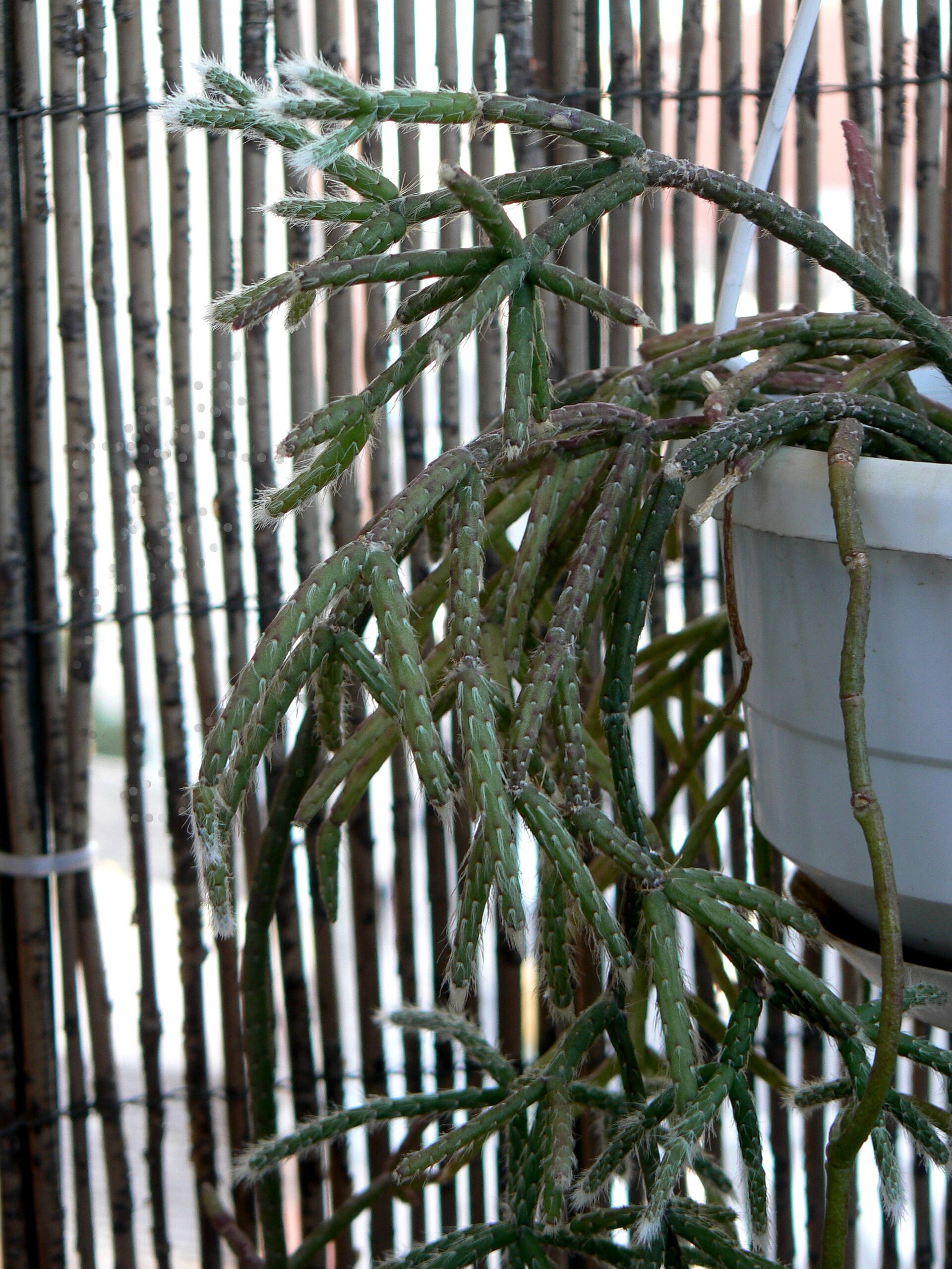 Imagem de referência relacionada a Rhipsalis pilocarpa, item descrito como espécie de planta