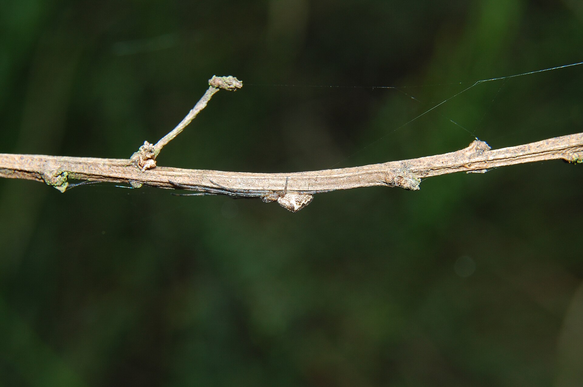 Imagem de referência relacionada a Tetragnatha obtusa, item descrito como espécie de aracnídeo