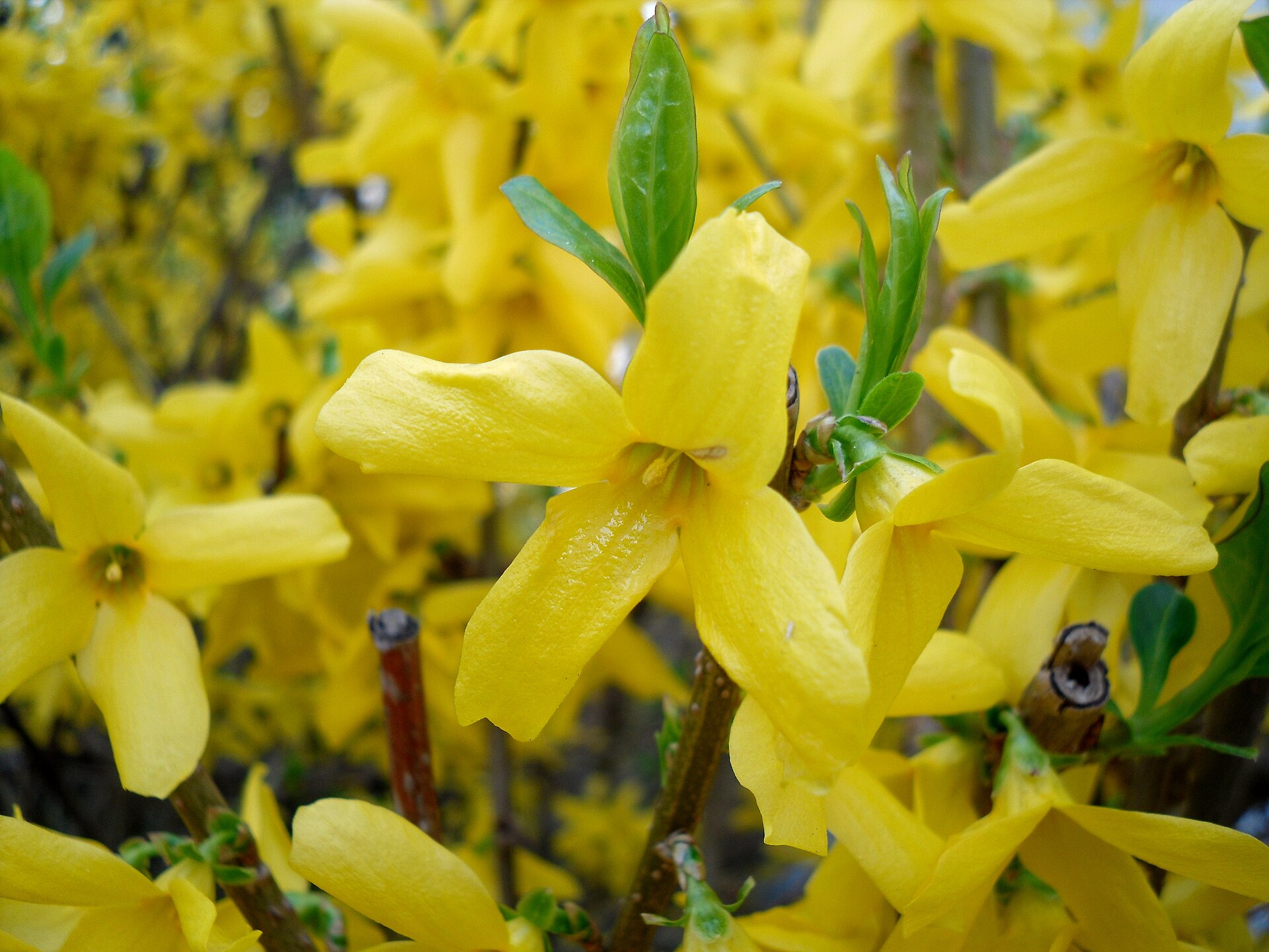 Imagem de referência de Forsythia, descrito nos dados abertos como género de plantas