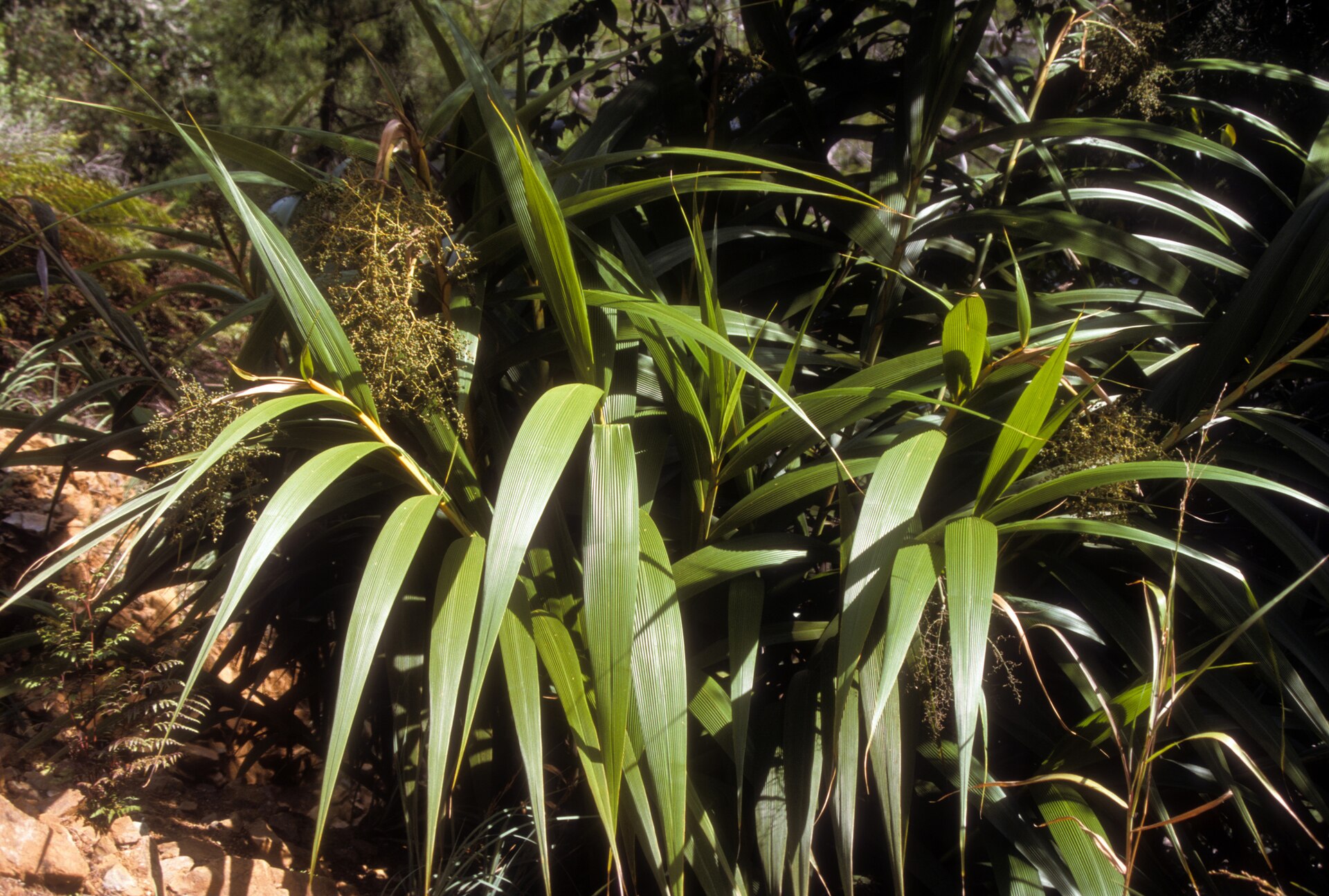 Imagem de referência relacionada a Joinvilleaceae, item descrito como género de plantas
