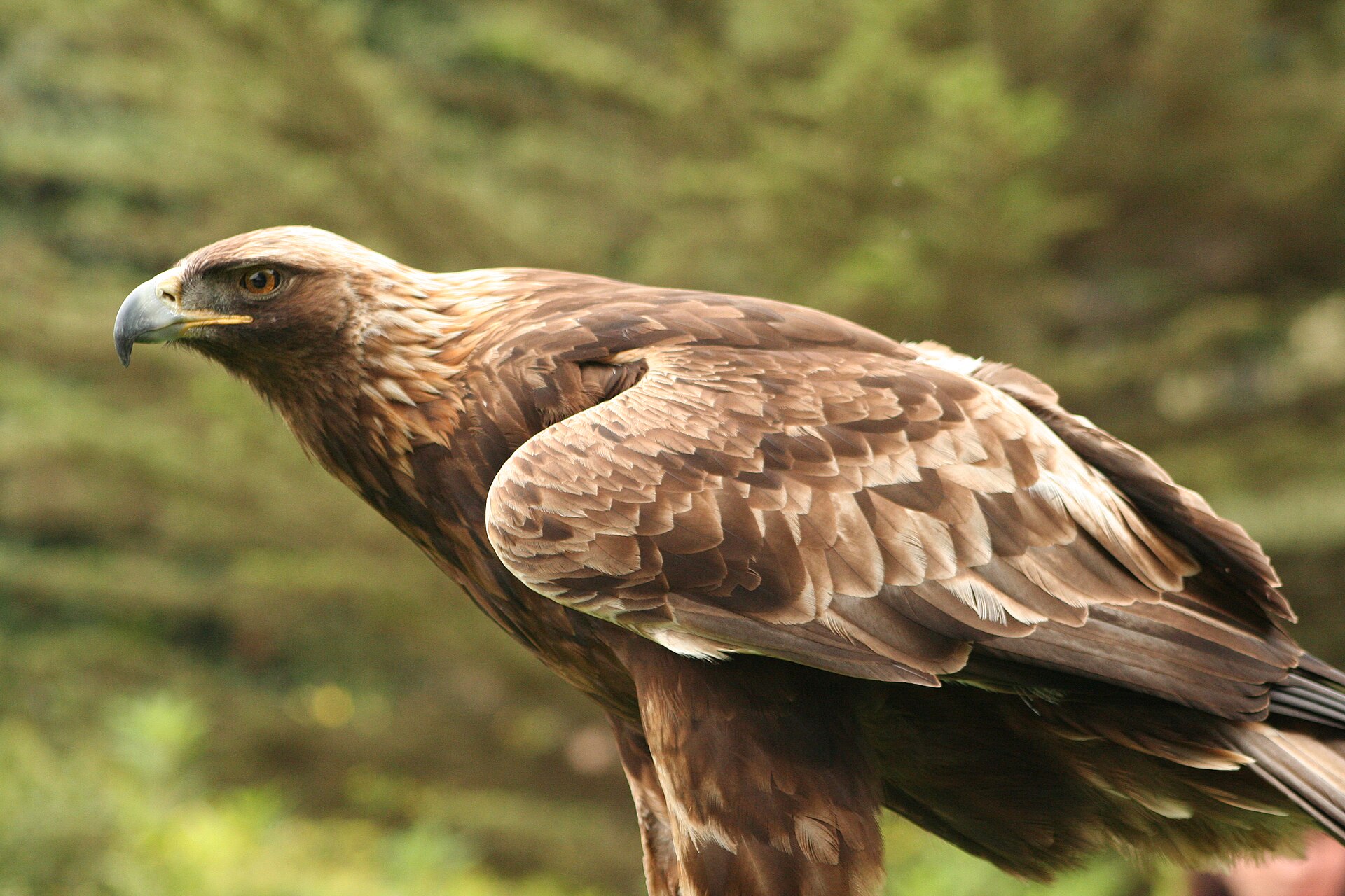 Imagem de referência relacionada a Aquila, item descrito como registro de referência sobre Aquila, organizado a partir de dados estruturados abertos