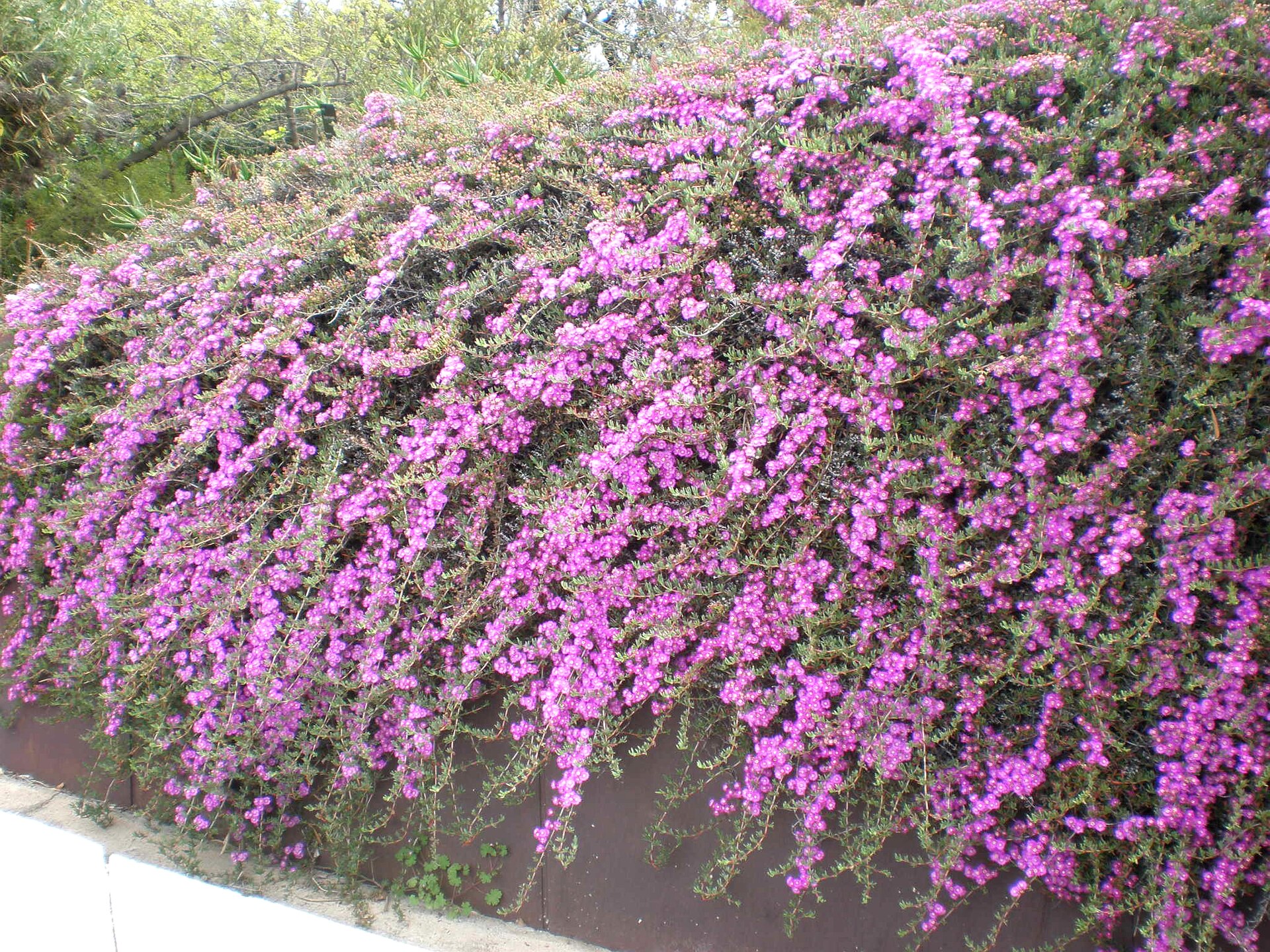 Imagem de referência relacionada a Ruschia, item descrito como género de plantas