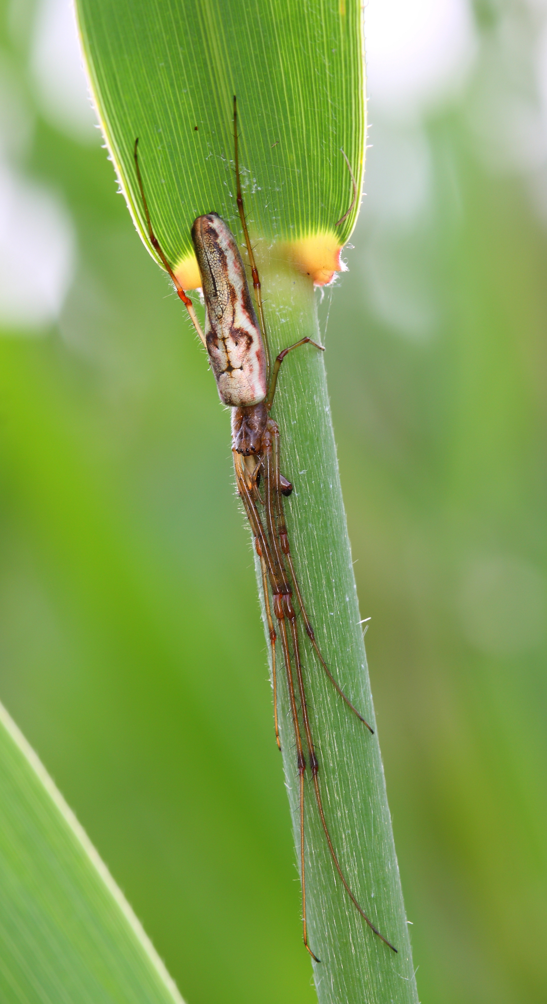 Imagem de referência de Tetragnatha praedonia, descrito nos dados abertos como espécie de aracnídeo