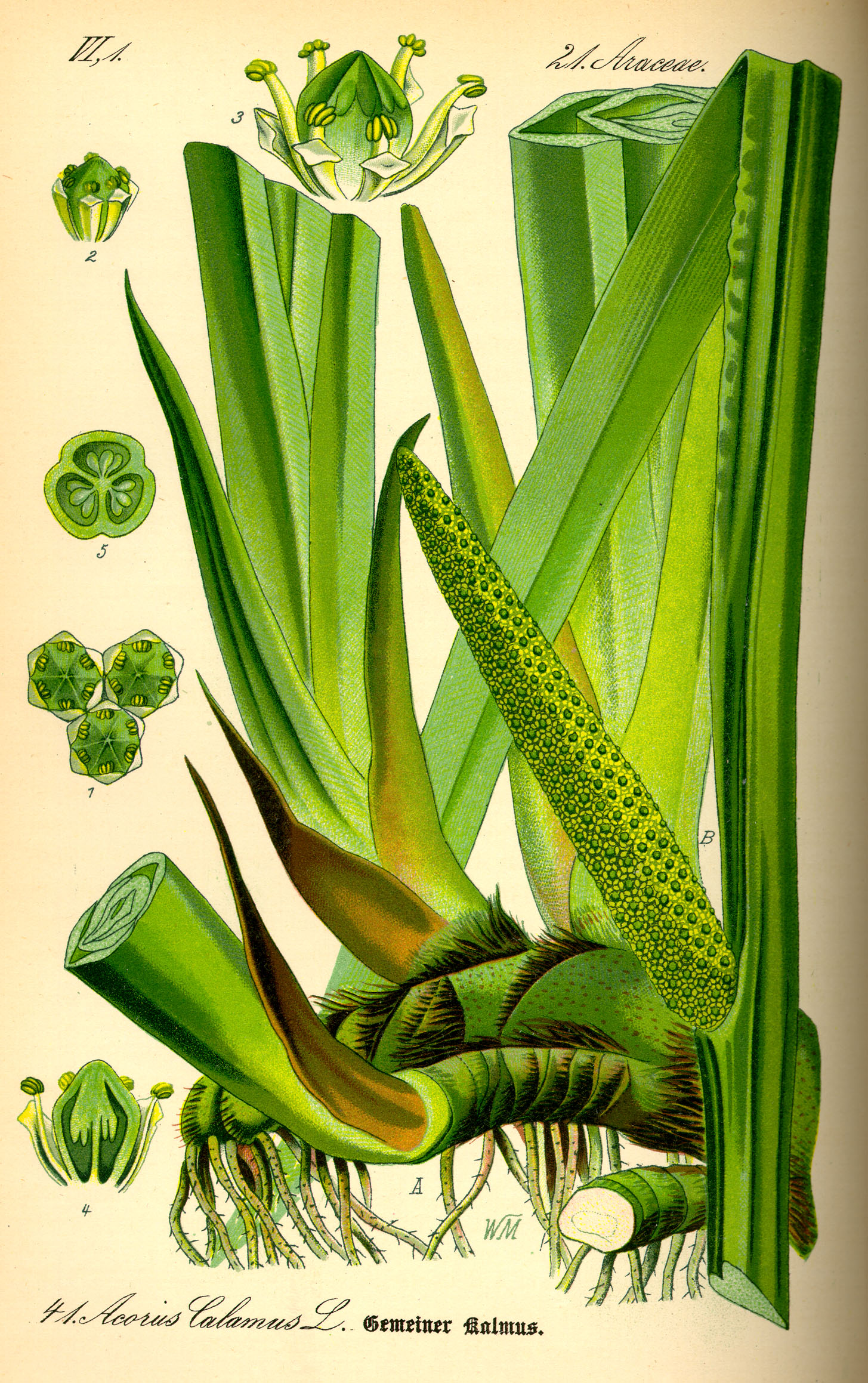 Imagem de referência de Acorus, descrito nos dados abertos como género de plantas
