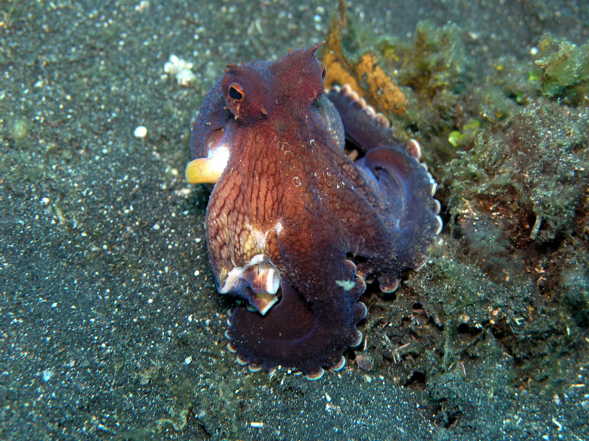 Imagem de referência relacionada a Amphioctopus marginatus, item descrito como espécie de molusco