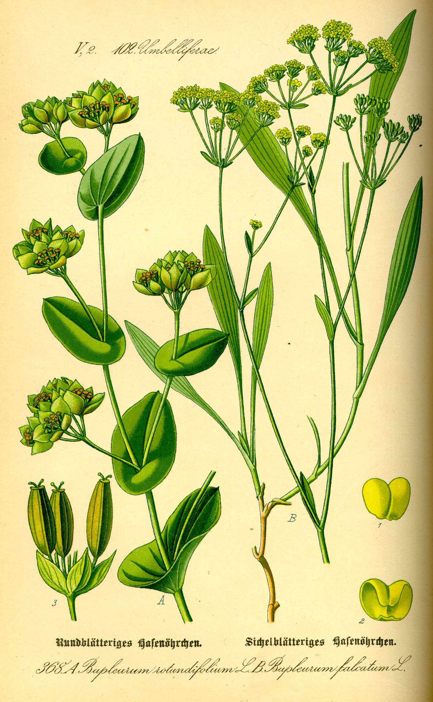 Imagem de referência de Bupleurum, descrito nos dados abertos como género de plantas